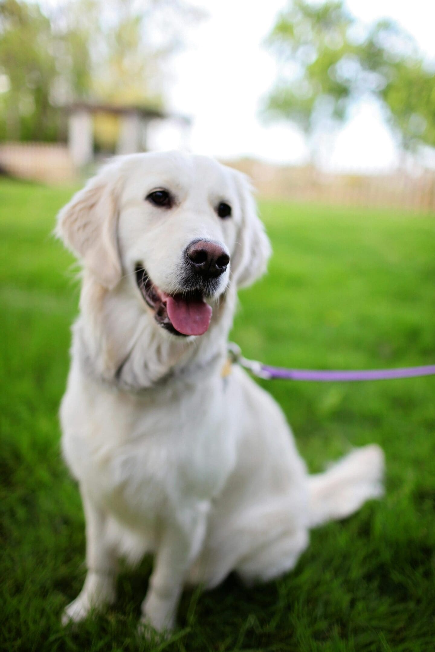 A dog with its tongue hanging out sitting in the grass.