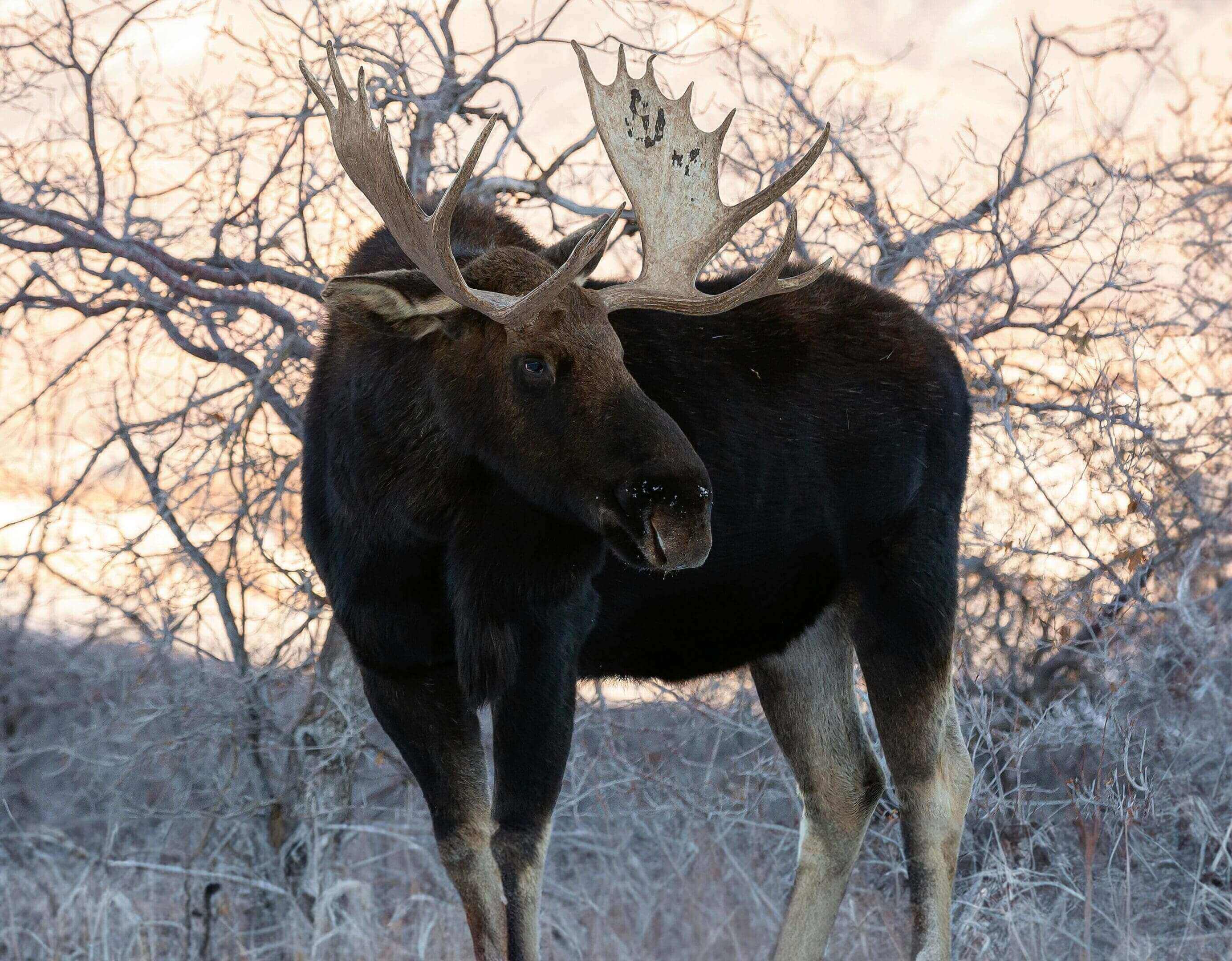 A moose with large antlers standing in the snow.