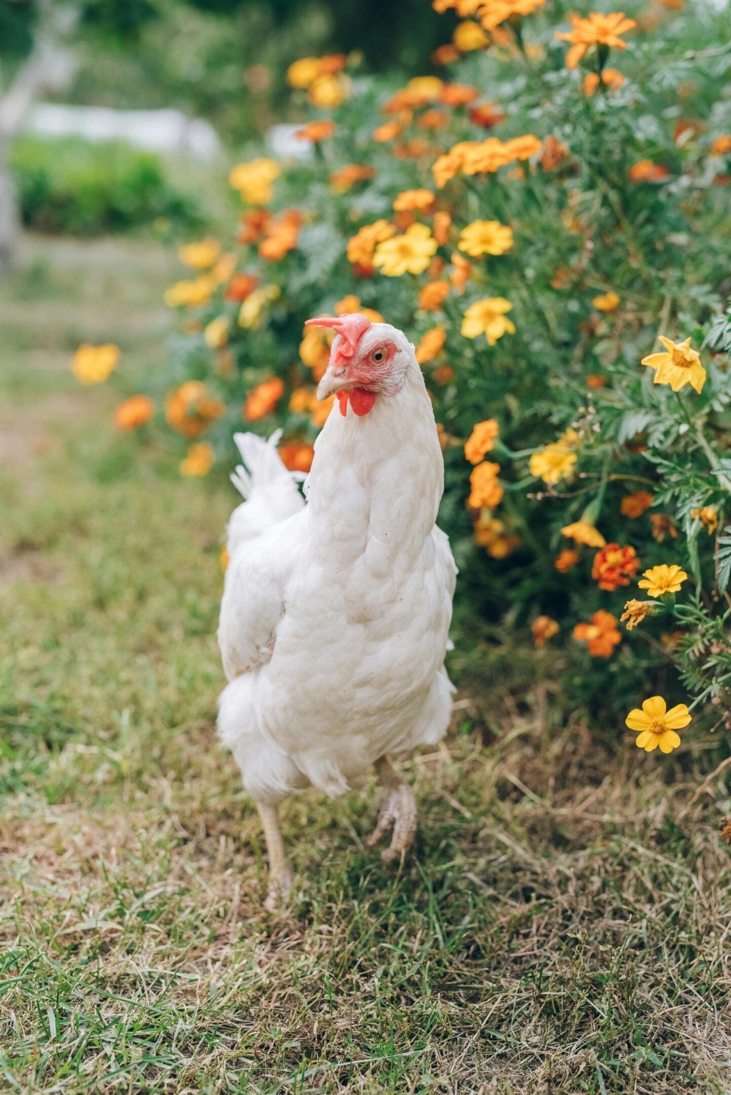 A white chicken standing in the grass near flowers.