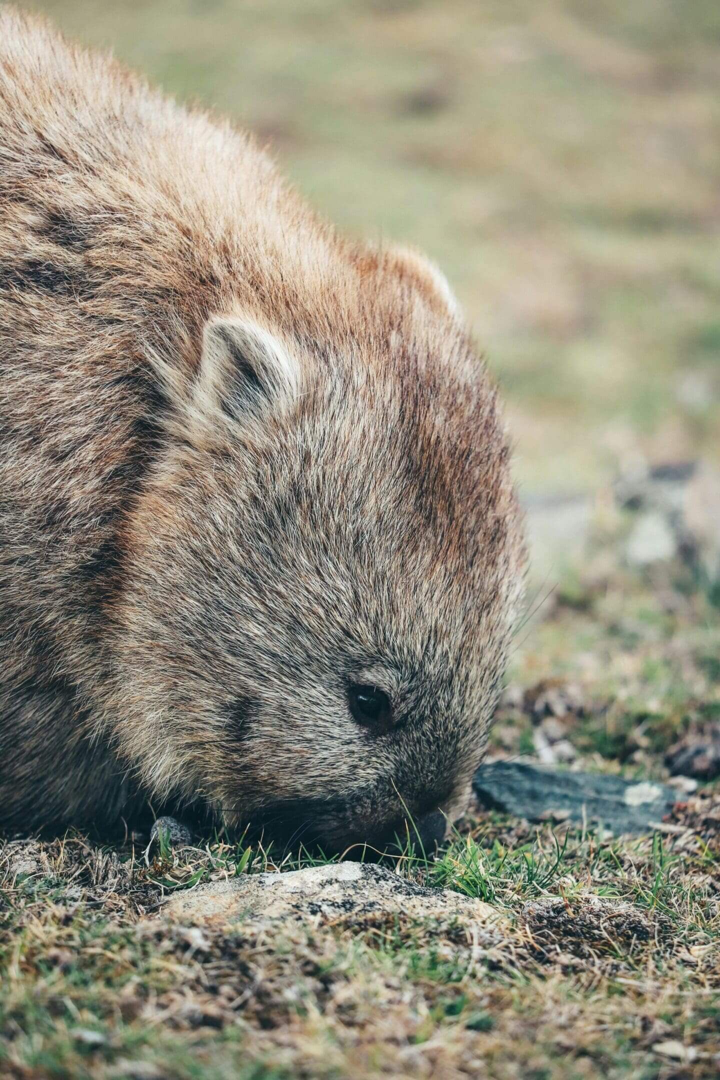 A wombat is eating grass on the ground.