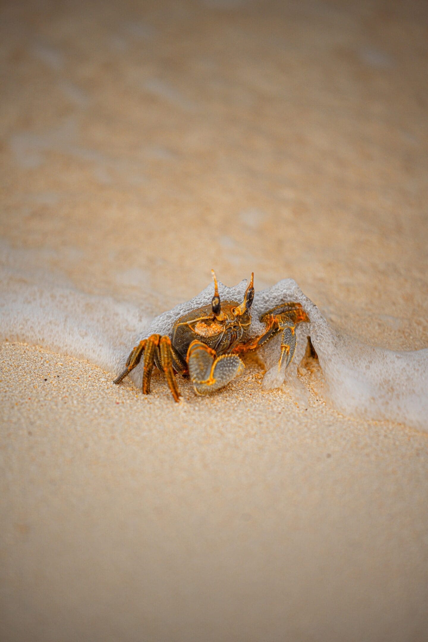 A crab is crawling on the sand in front of some water.