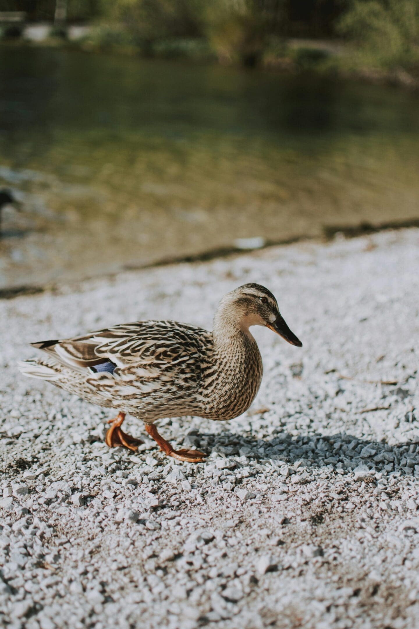 A duck walking on the ground near water.