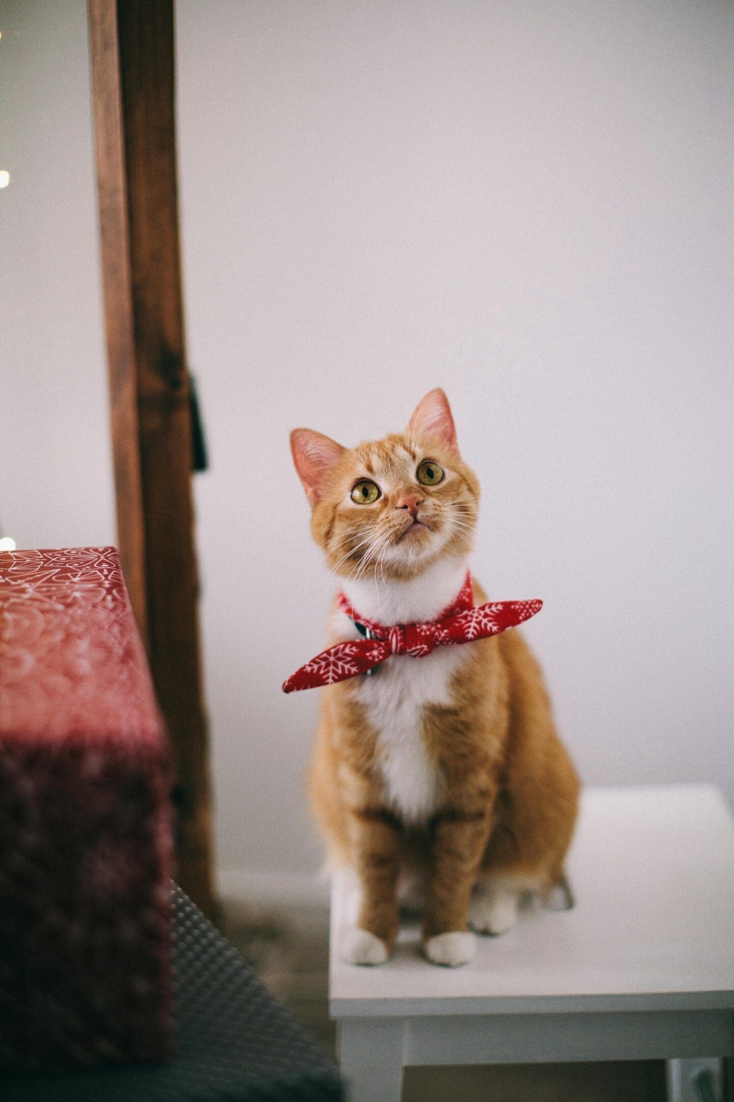 A cat sitting on top of a table.