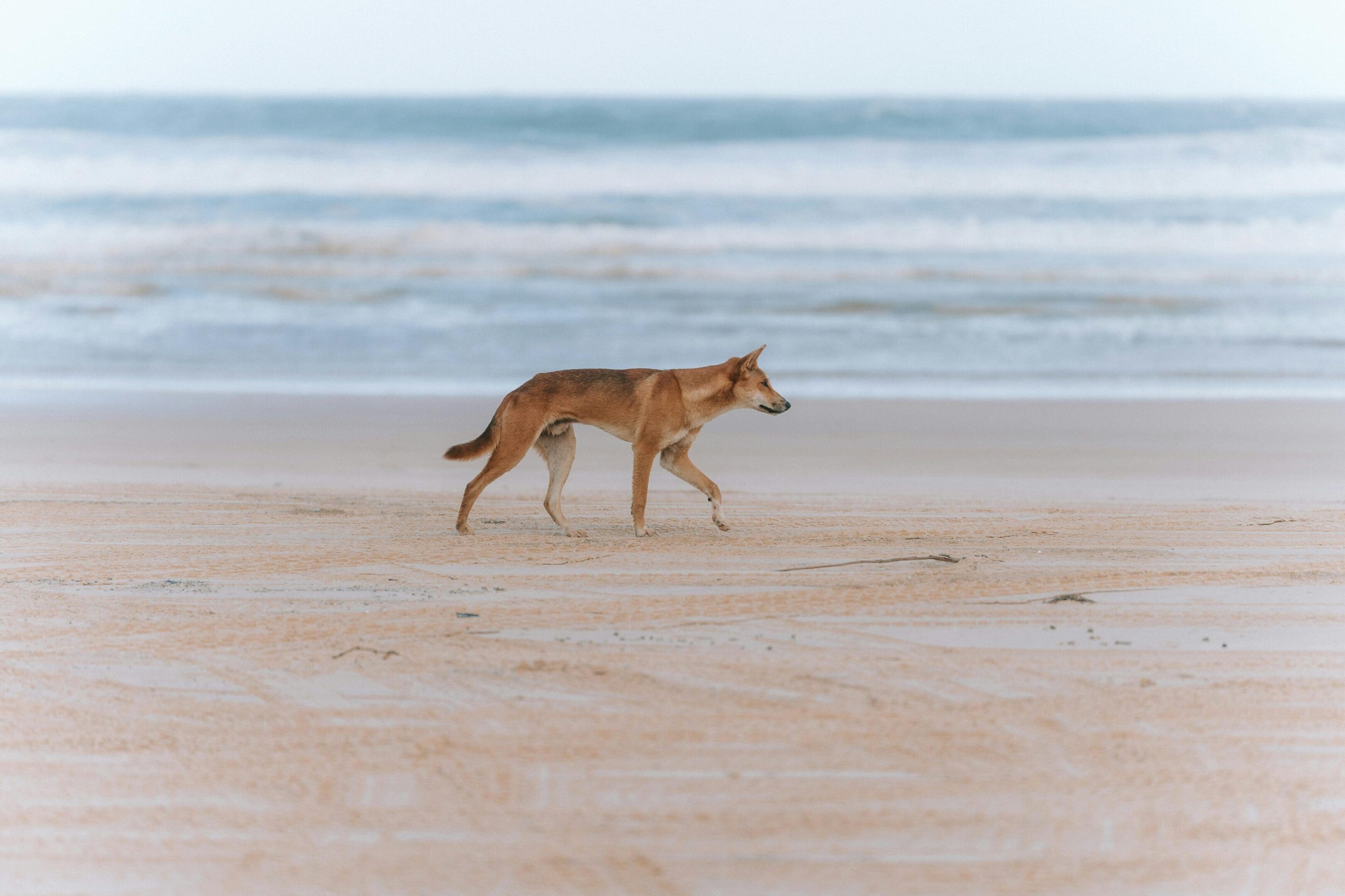 A dog walking on the beach near the ocean.
