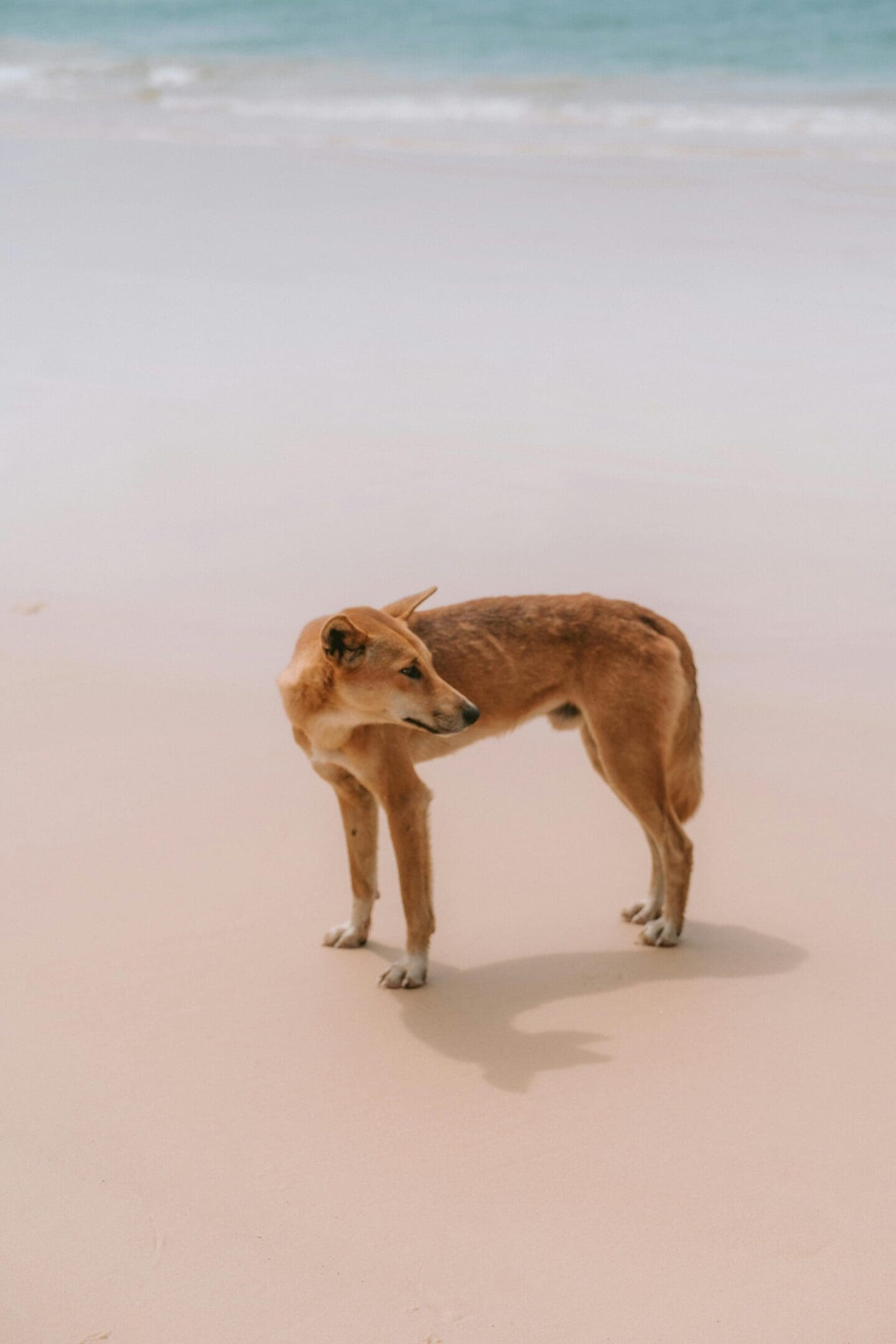 A dog standing on top of a sandy beach.