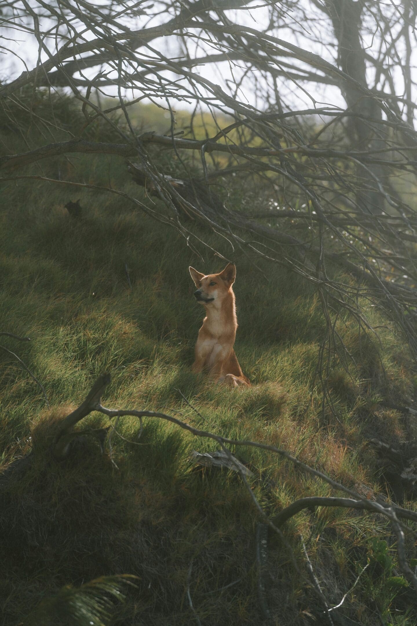 A cat standing in the grass near some trees.