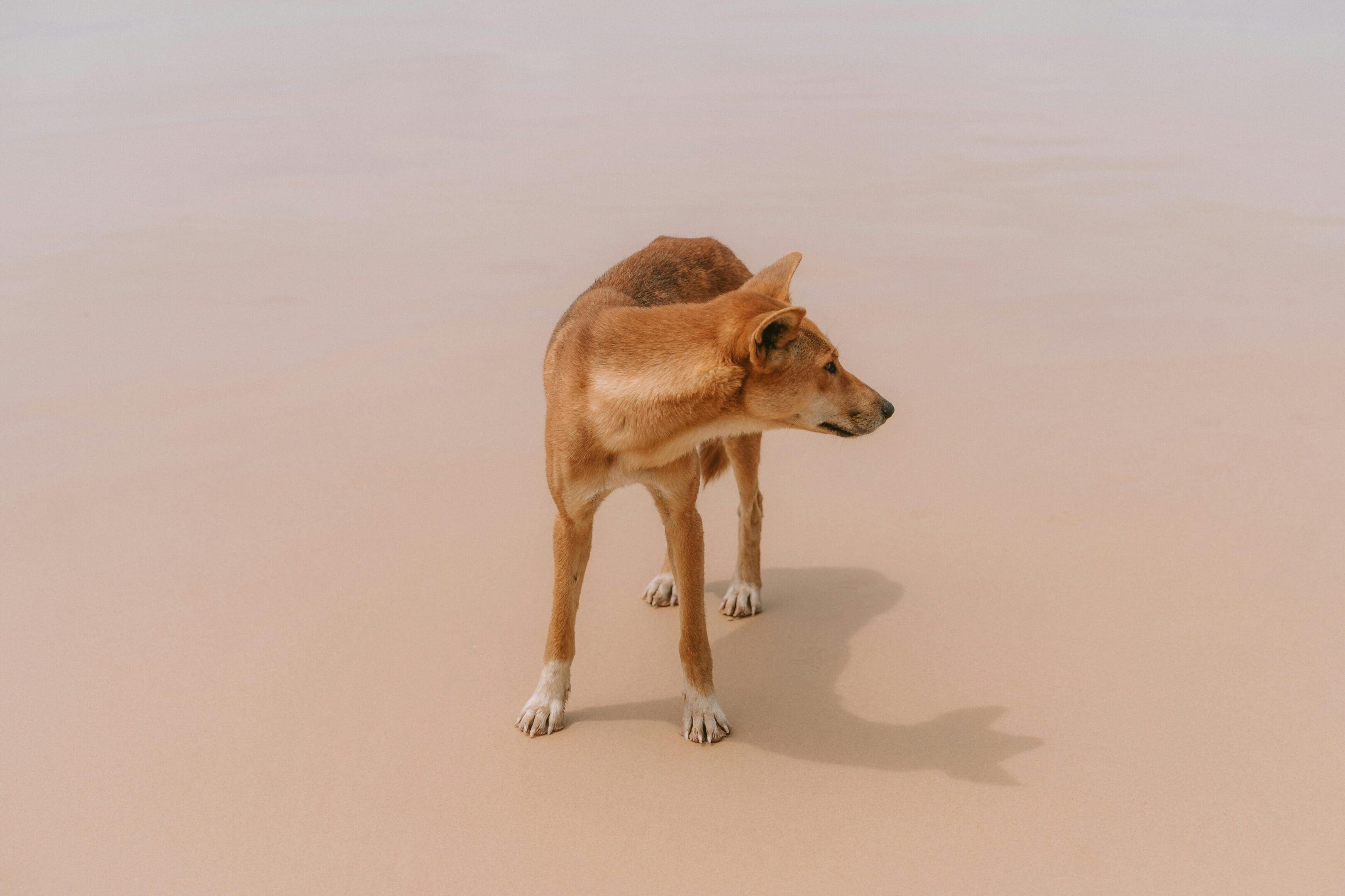 A brown dog standing on top of a sandy beach.