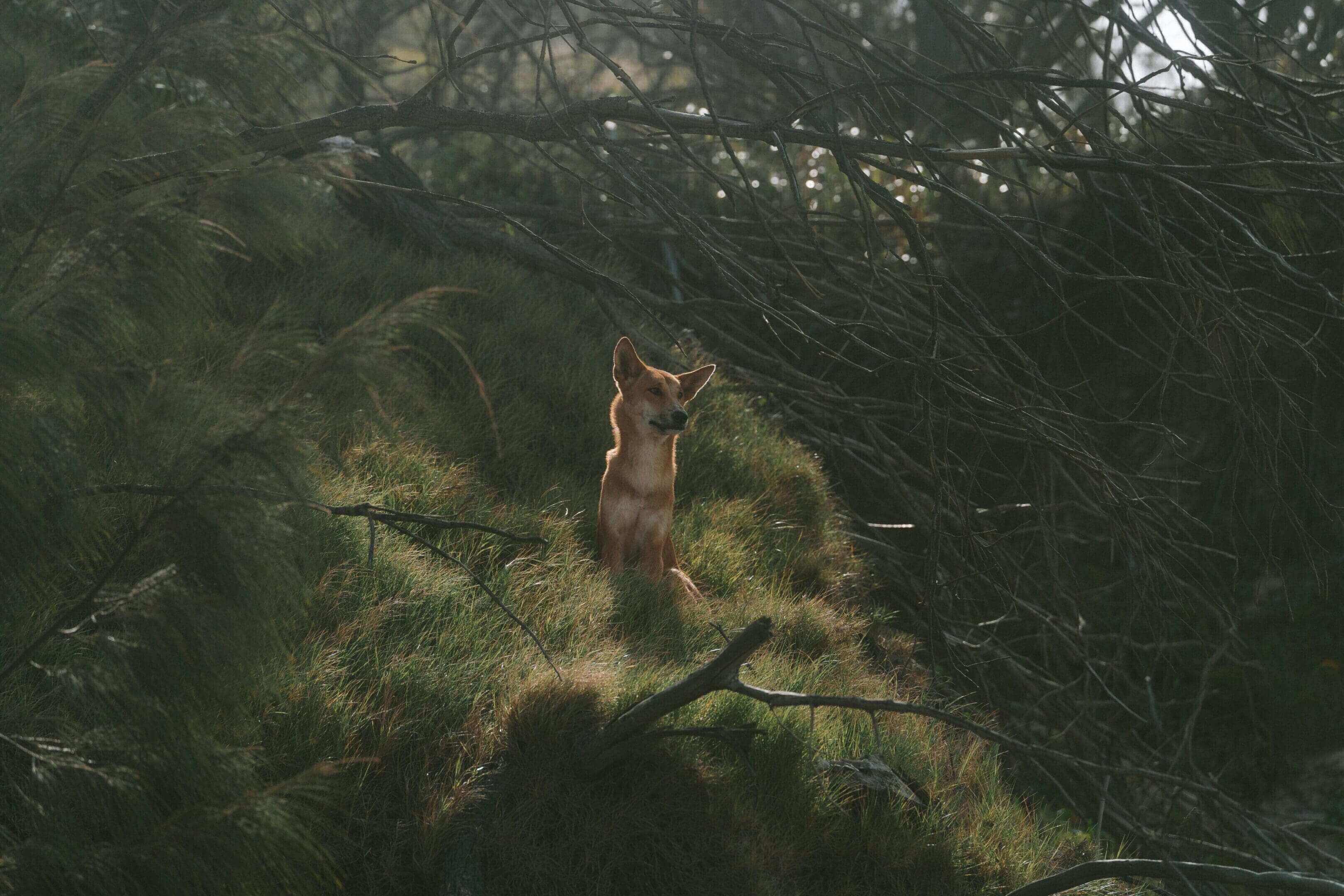 A deer standing in the middle of some trees