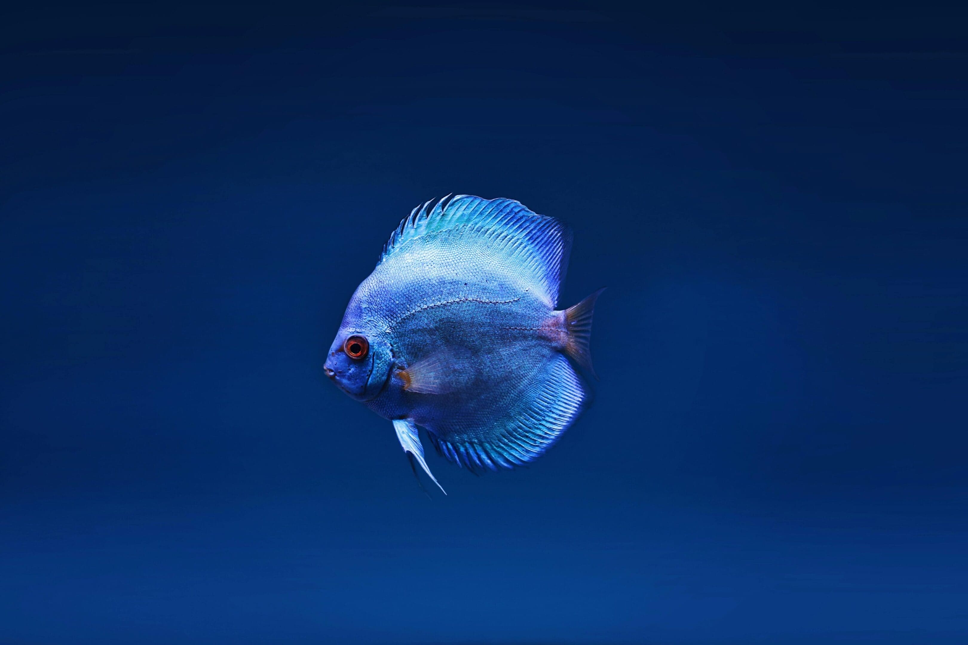Blue discus fish swimming in blue water.