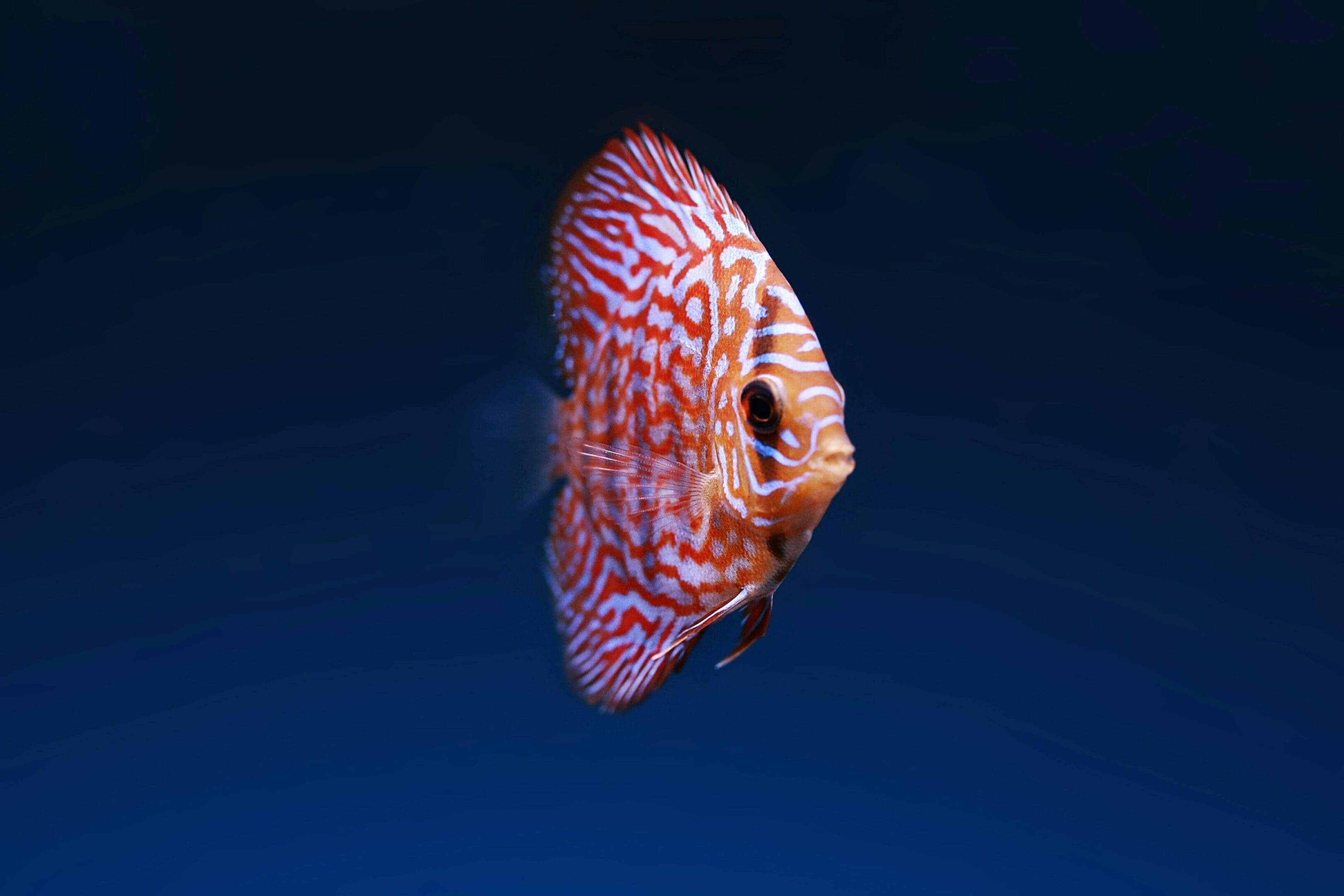 Orange and white discus fish swimming.