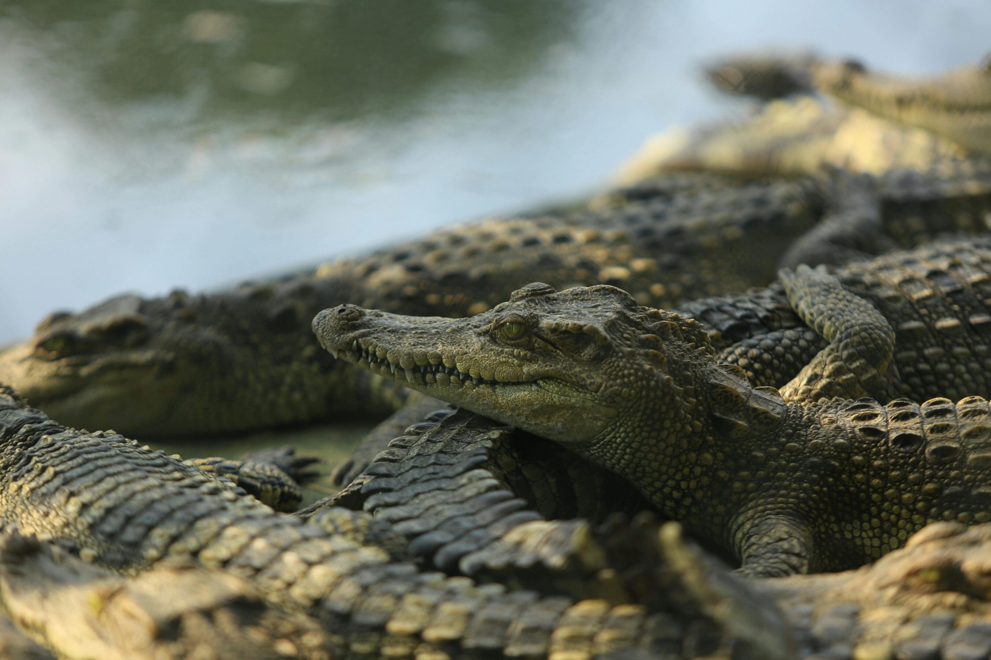 Young crocodile among a group of crocodiles.