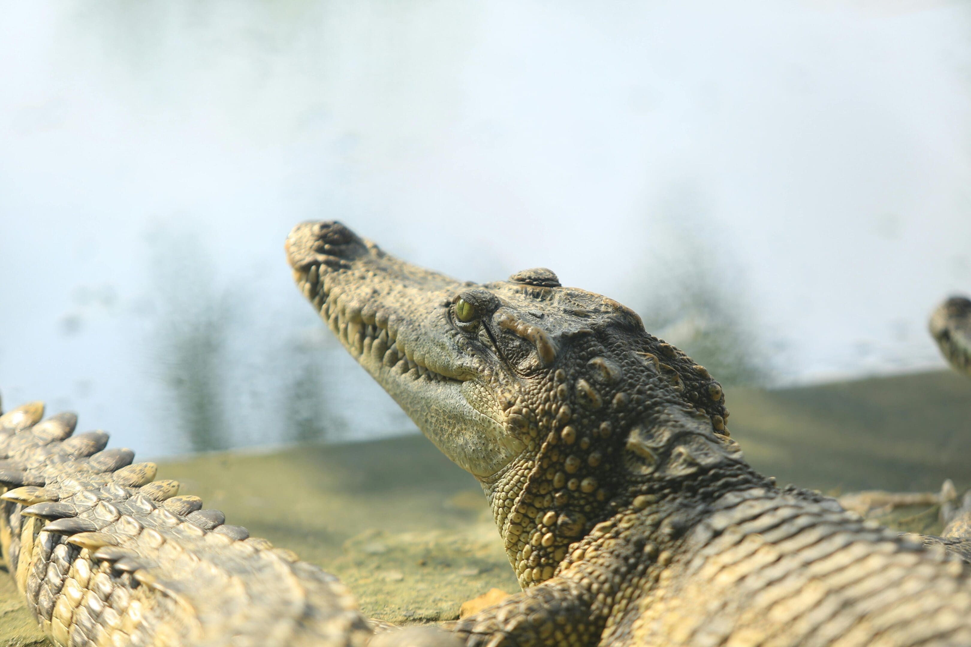 Crocodile head and back by water.