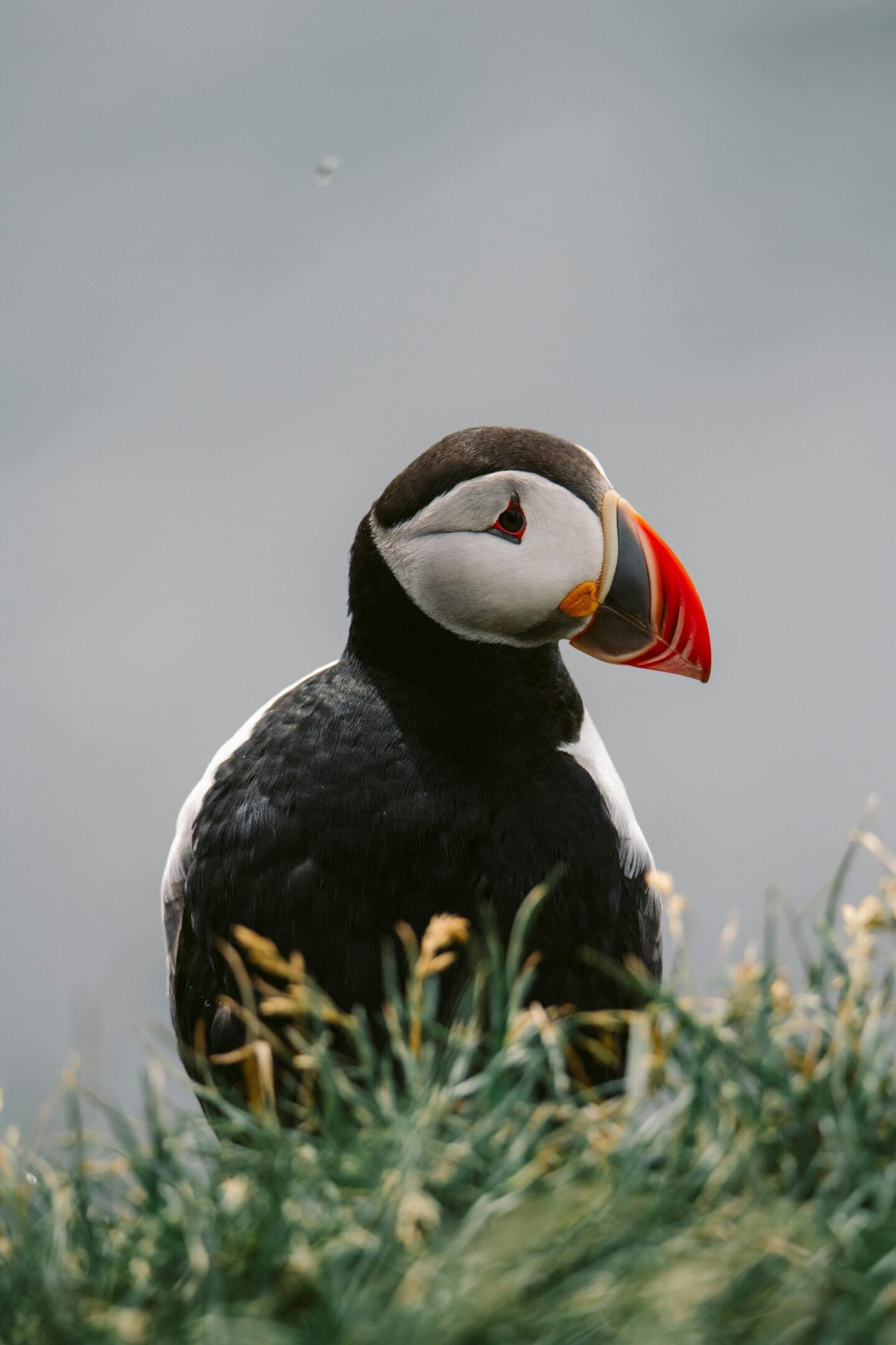 Atlantic puffin in grassy habitat.