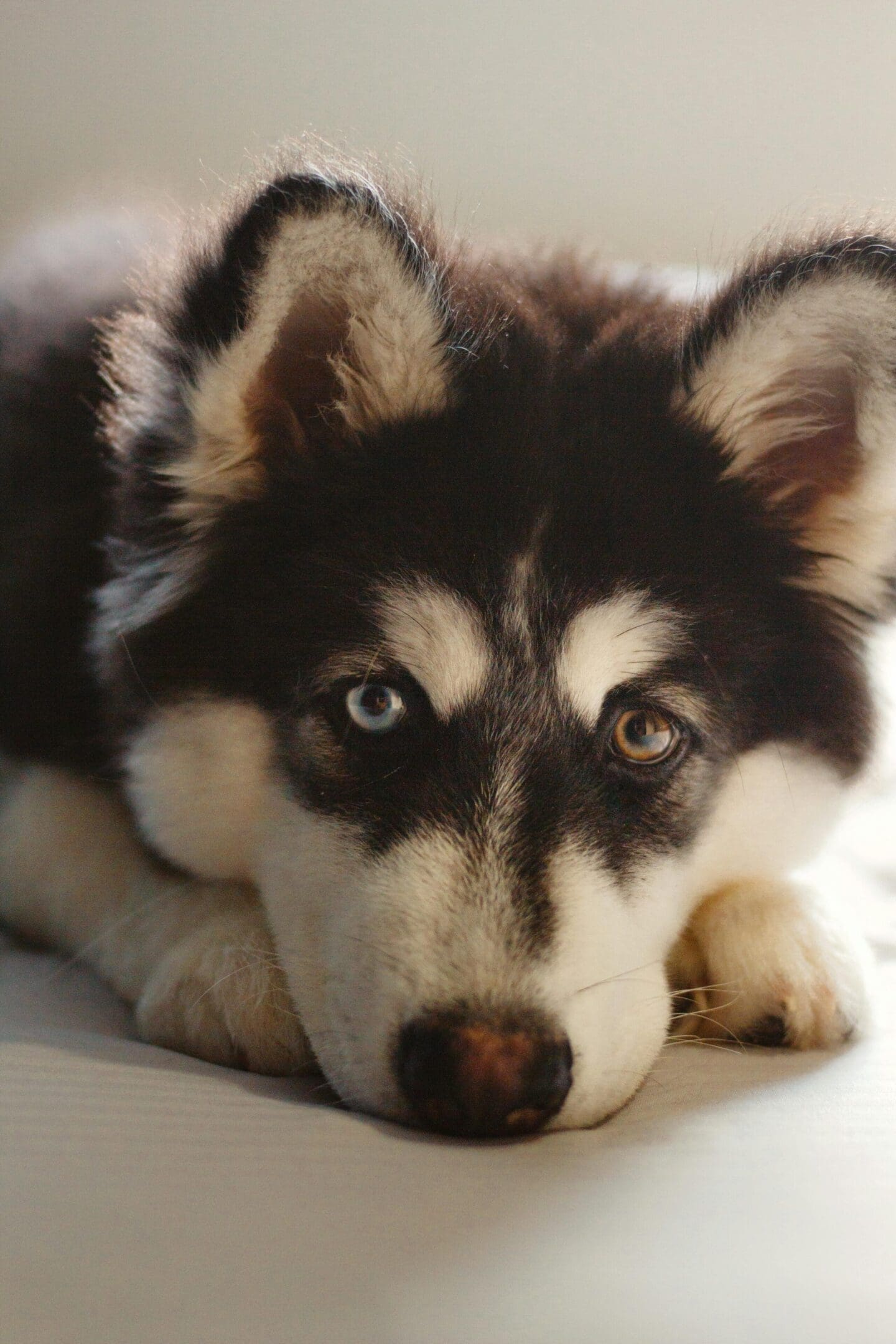 A husky dog laying on the ground with its eyes open.