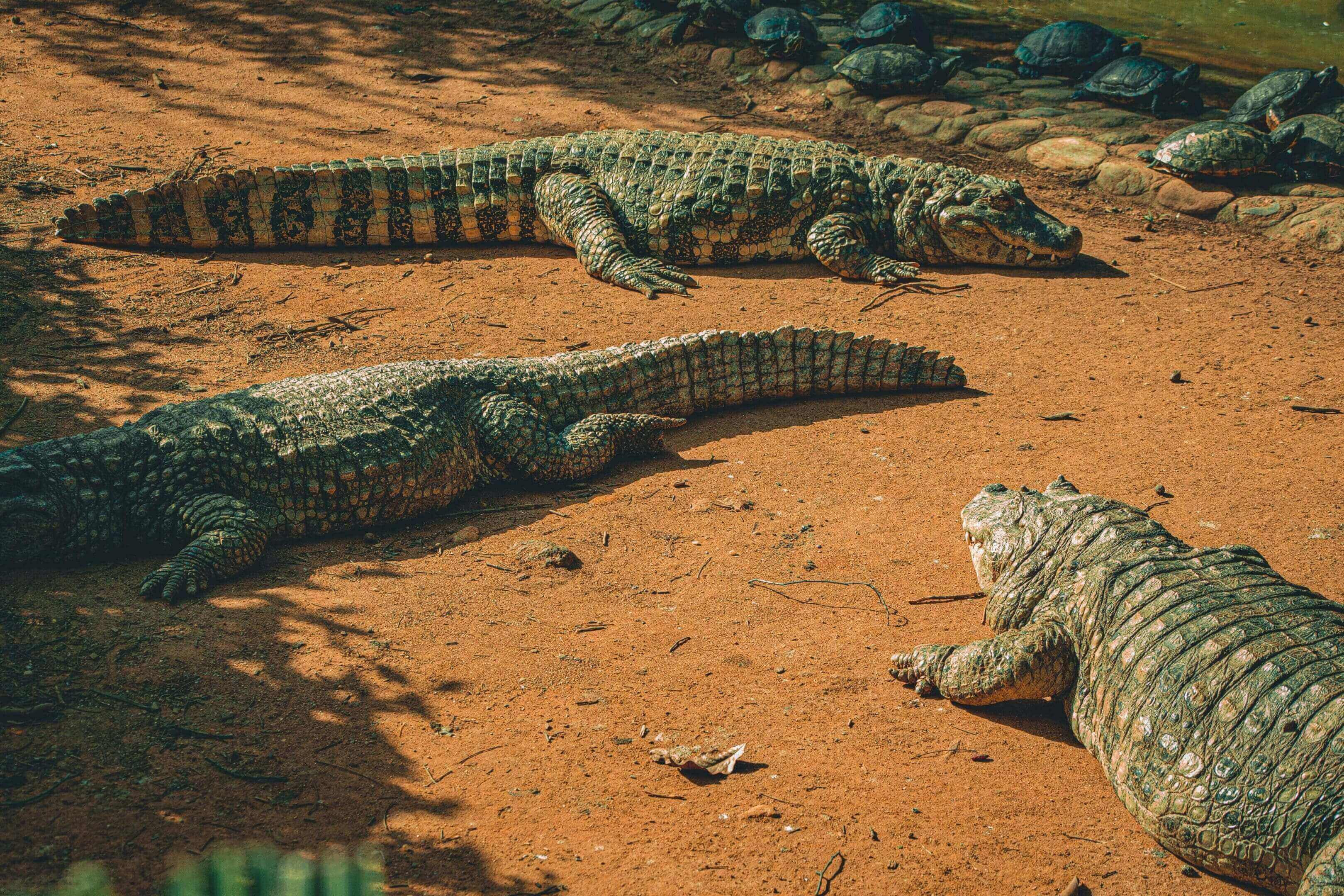 Three crocodiles resting on dirt.