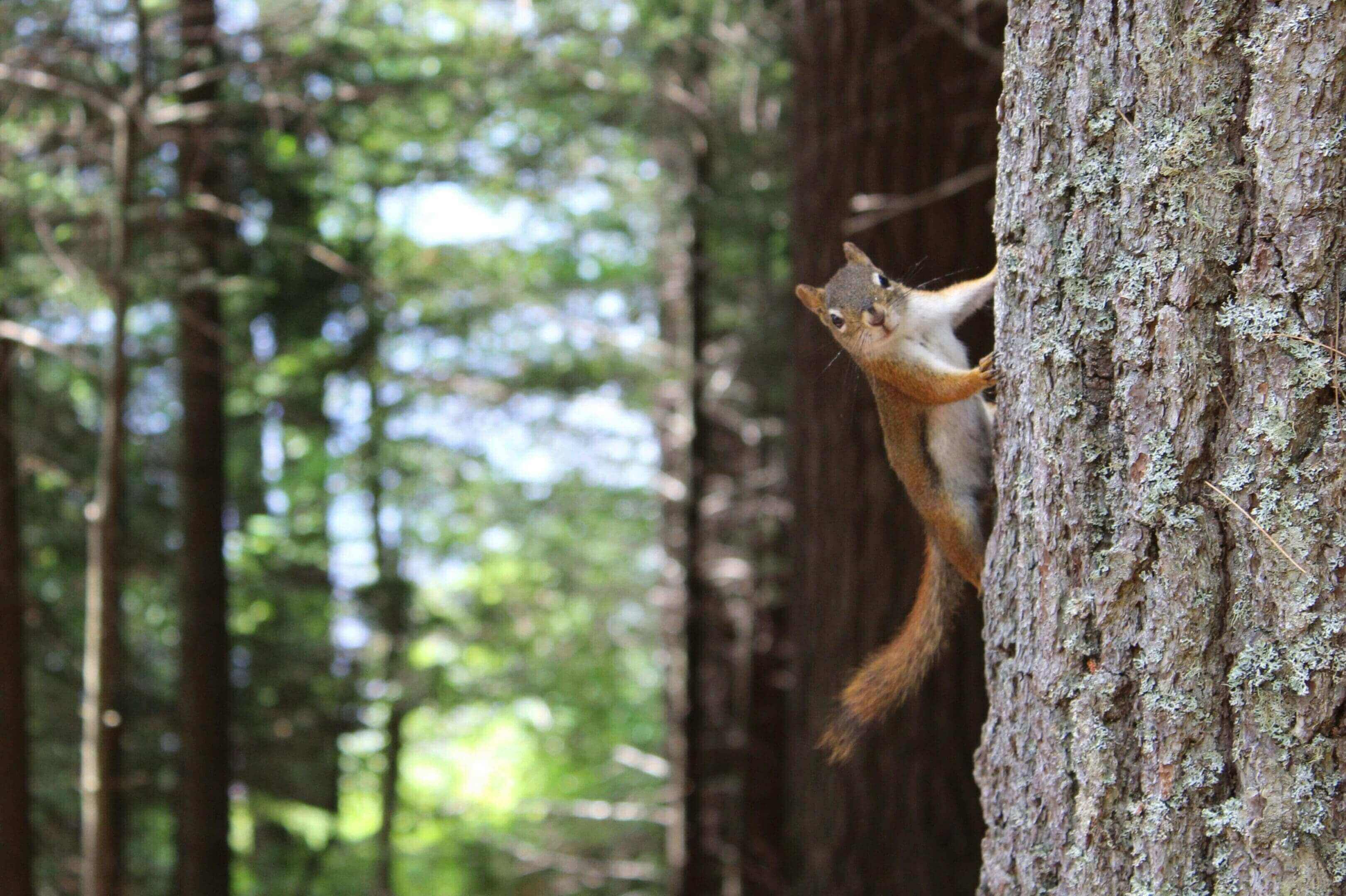 A squirrel is climbing up the side of a tree.