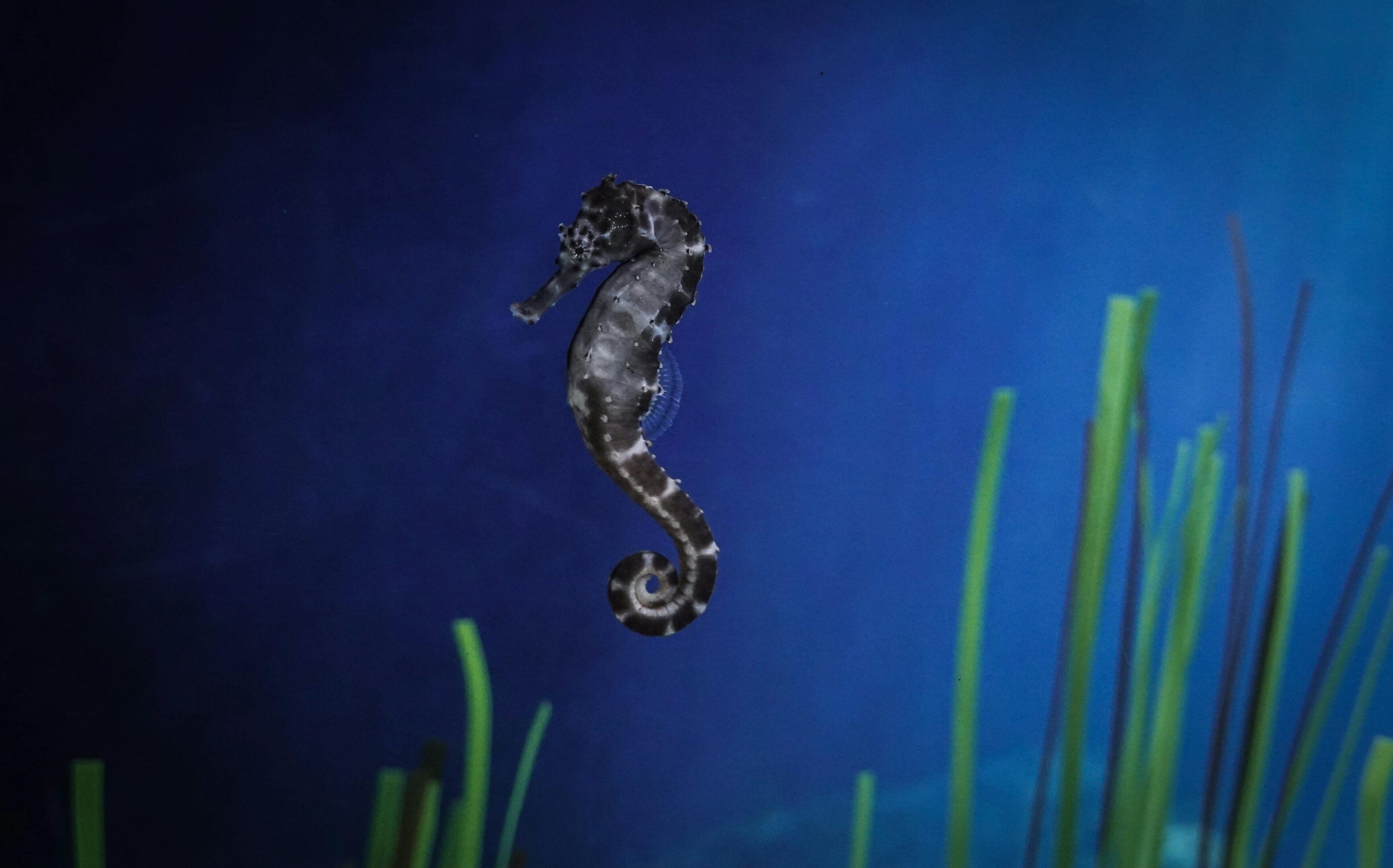 A sea horse is swimming in the water.