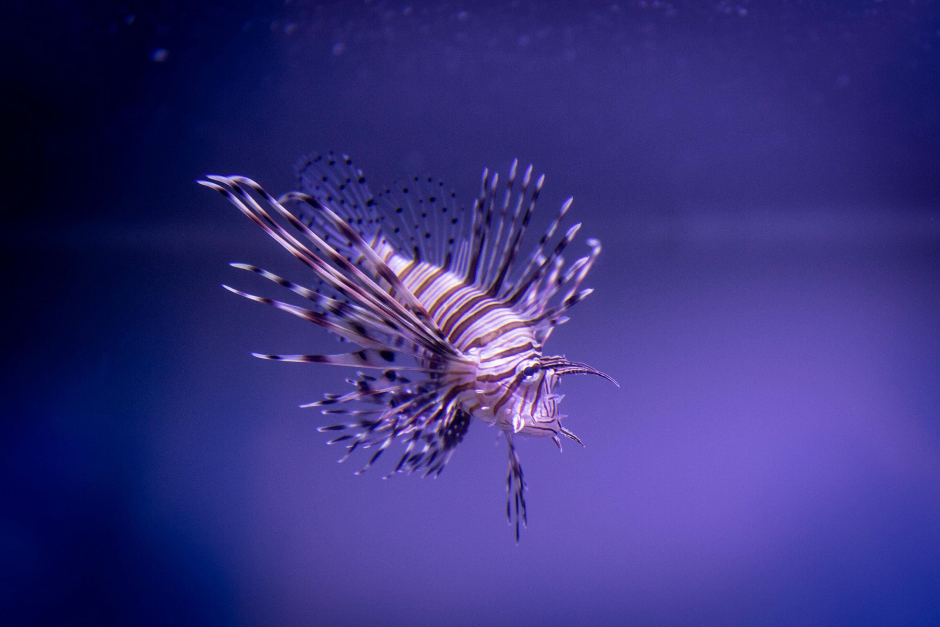 Striped lionfish swimming underwater.