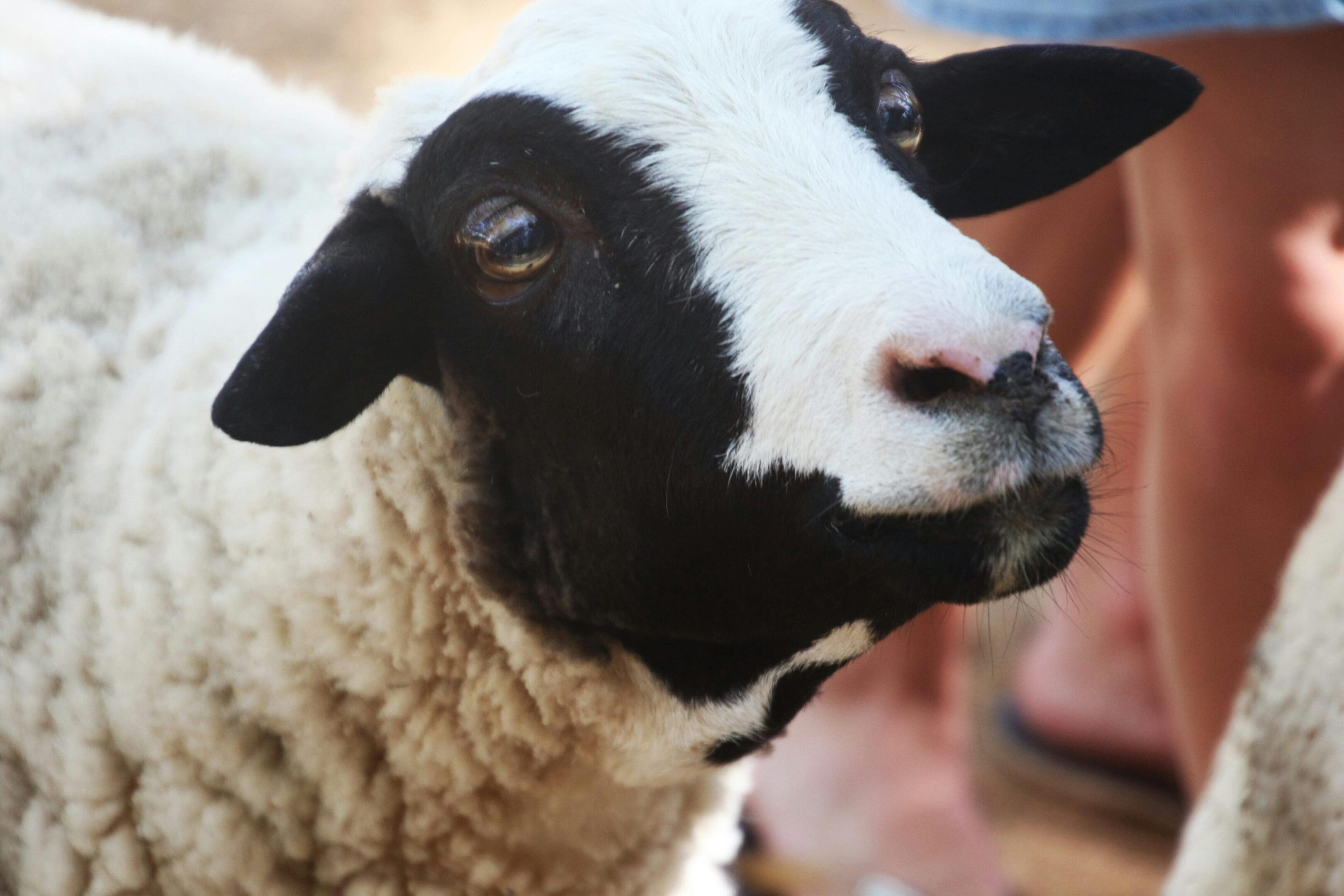 A black and white sheep is looking at the camera.