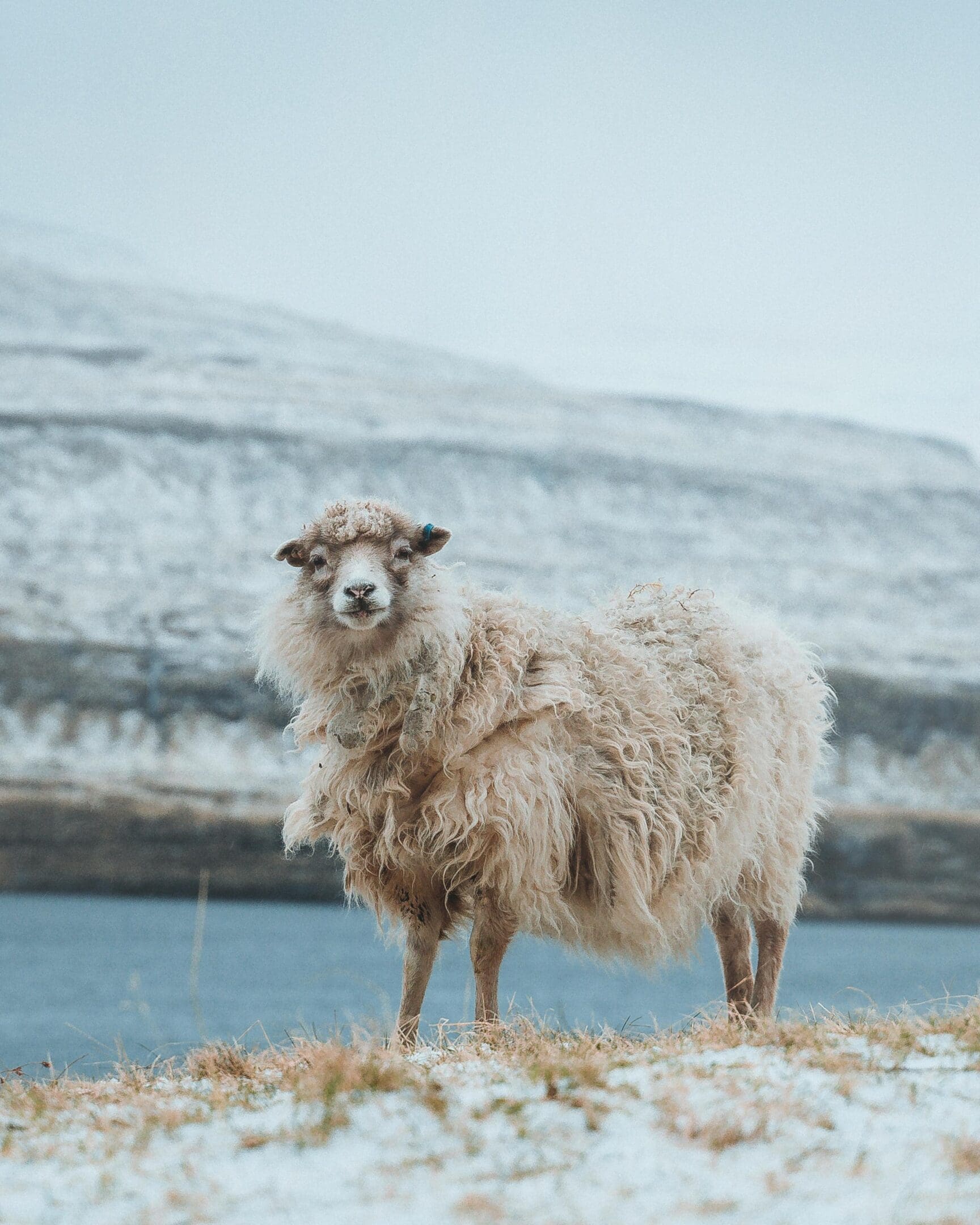 A sheep standing in the snow near water.
