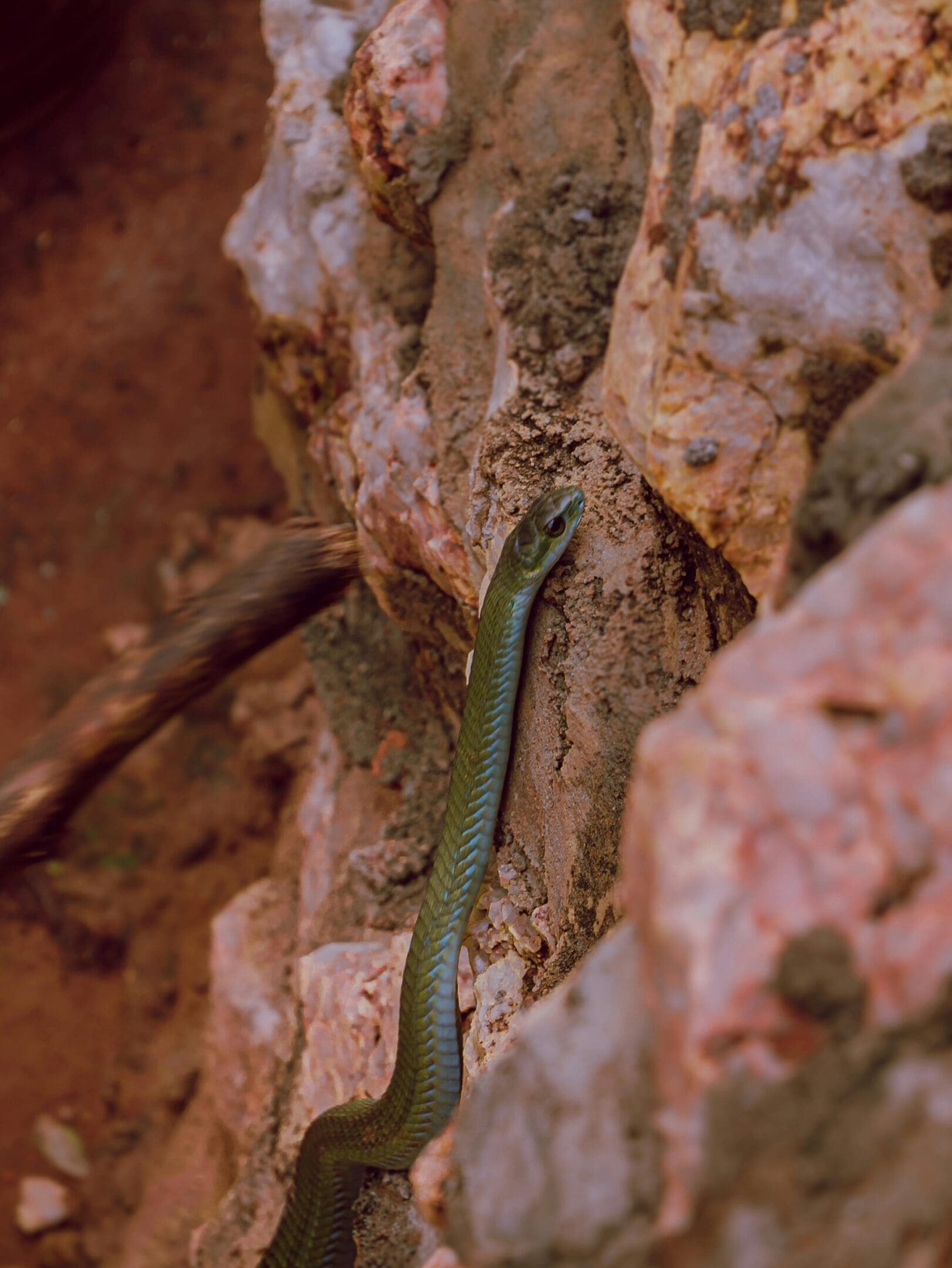 A green lizard is climbing up the side of a rock wall.