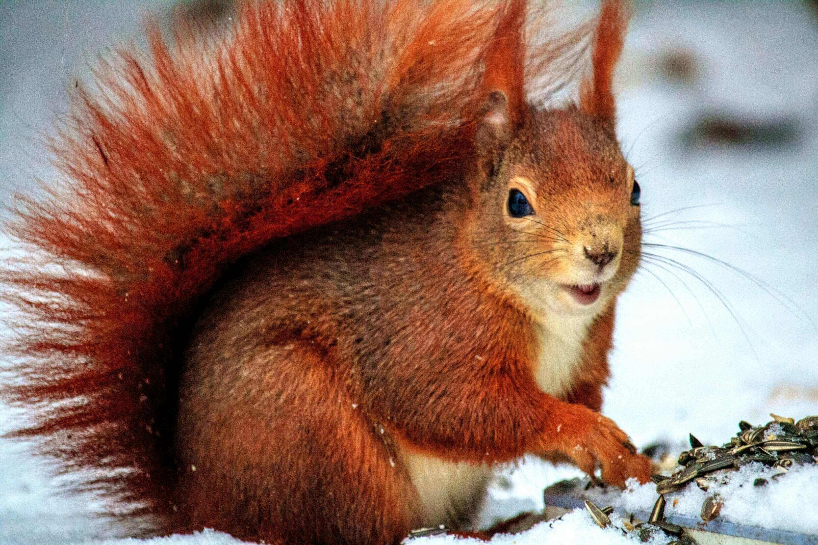 A squirrel is sitting in the snow and looking at something.