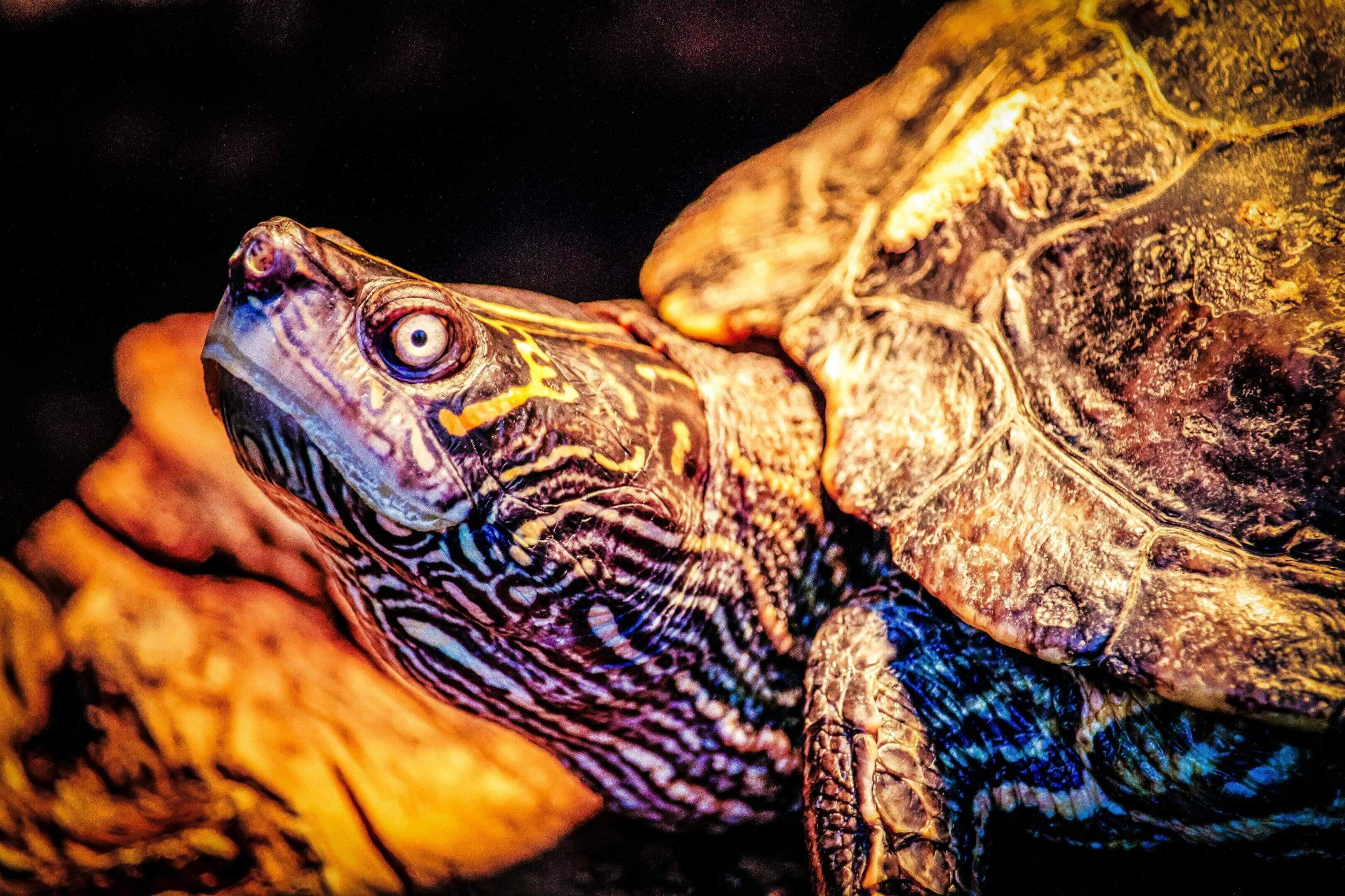 A close up of the head and face of a turtle.
