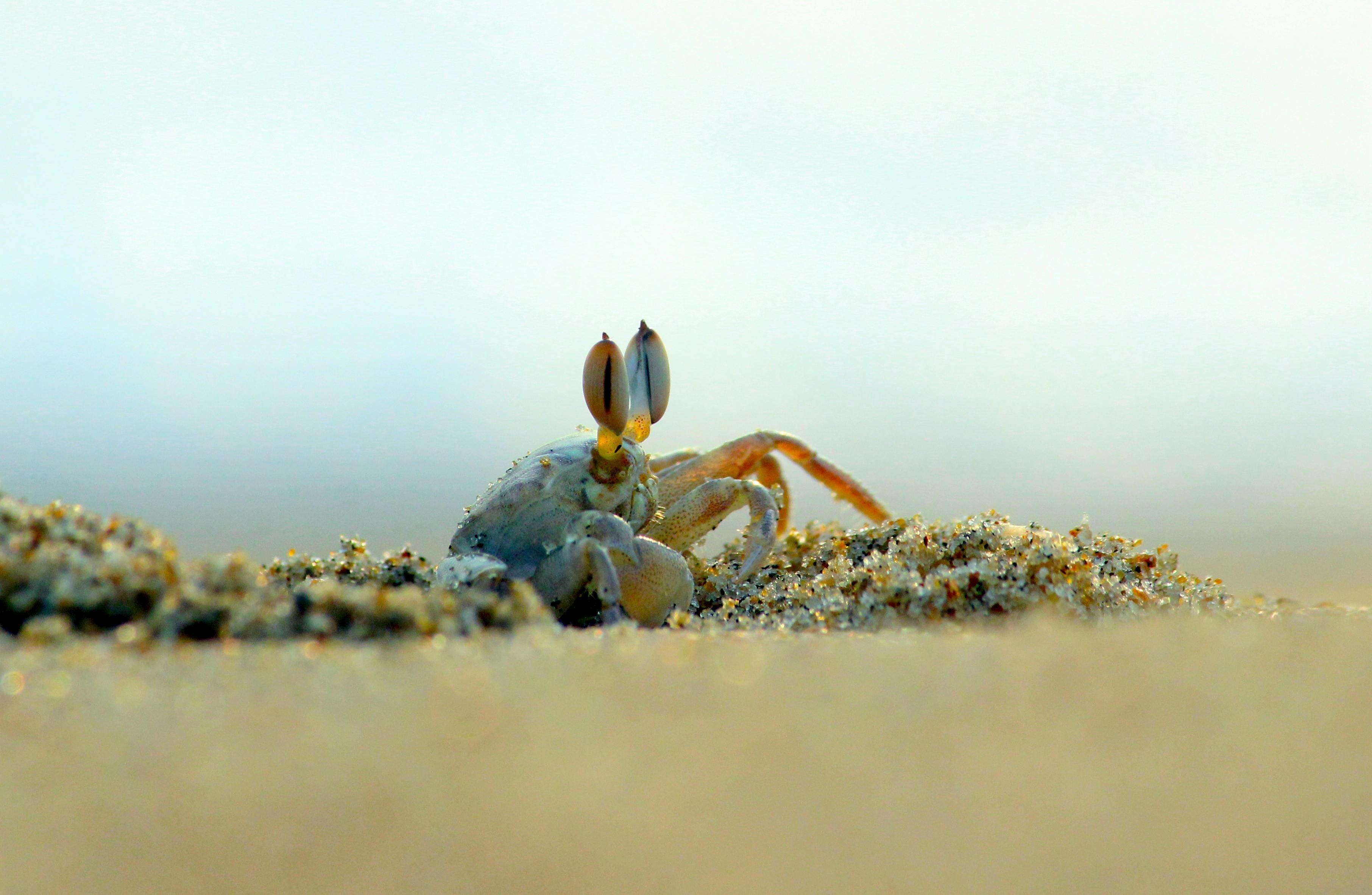 A crab is sitting on the beach looking at something.