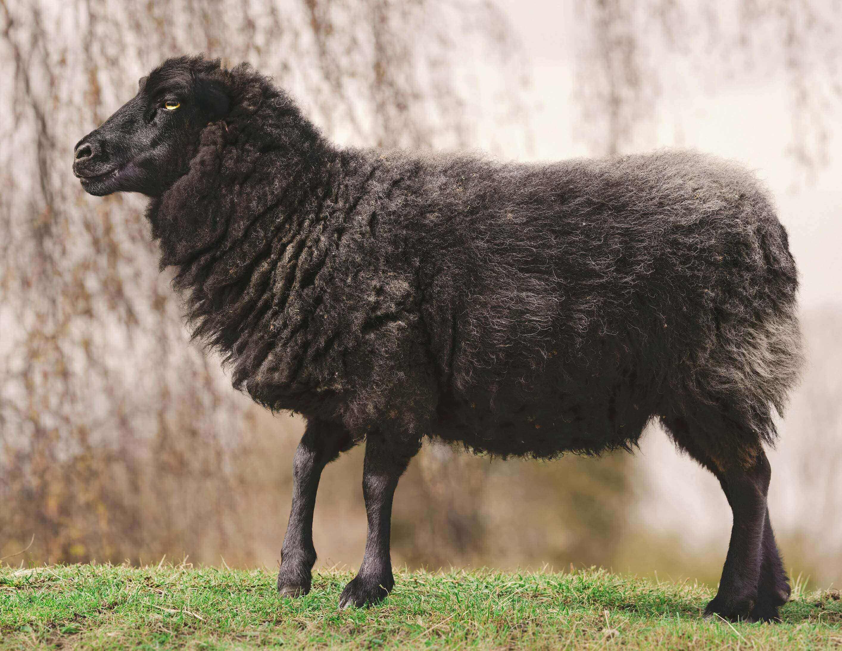 A black sheep standing on top of grass.