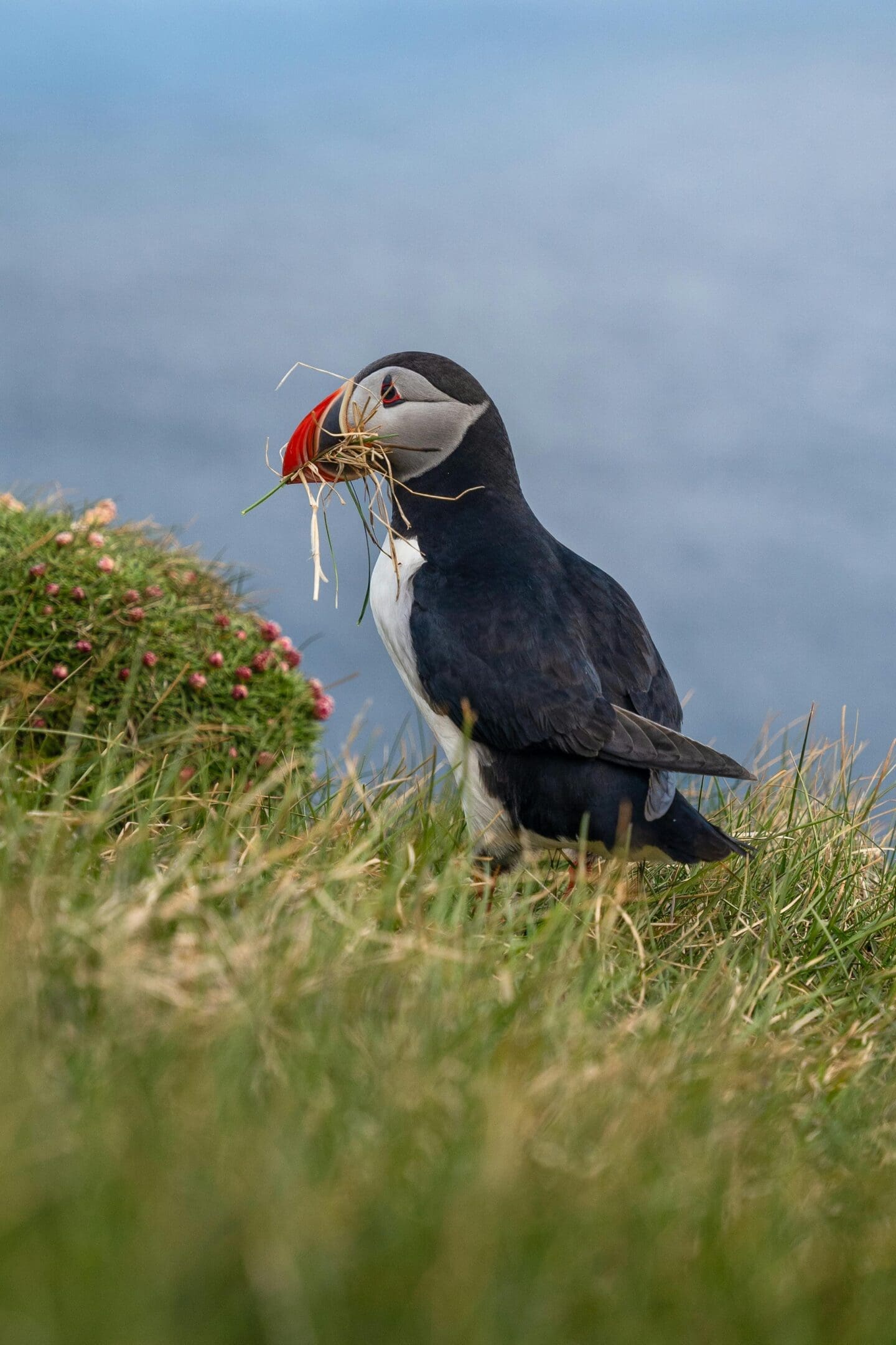 Puffin carrying nesting material in beak.
