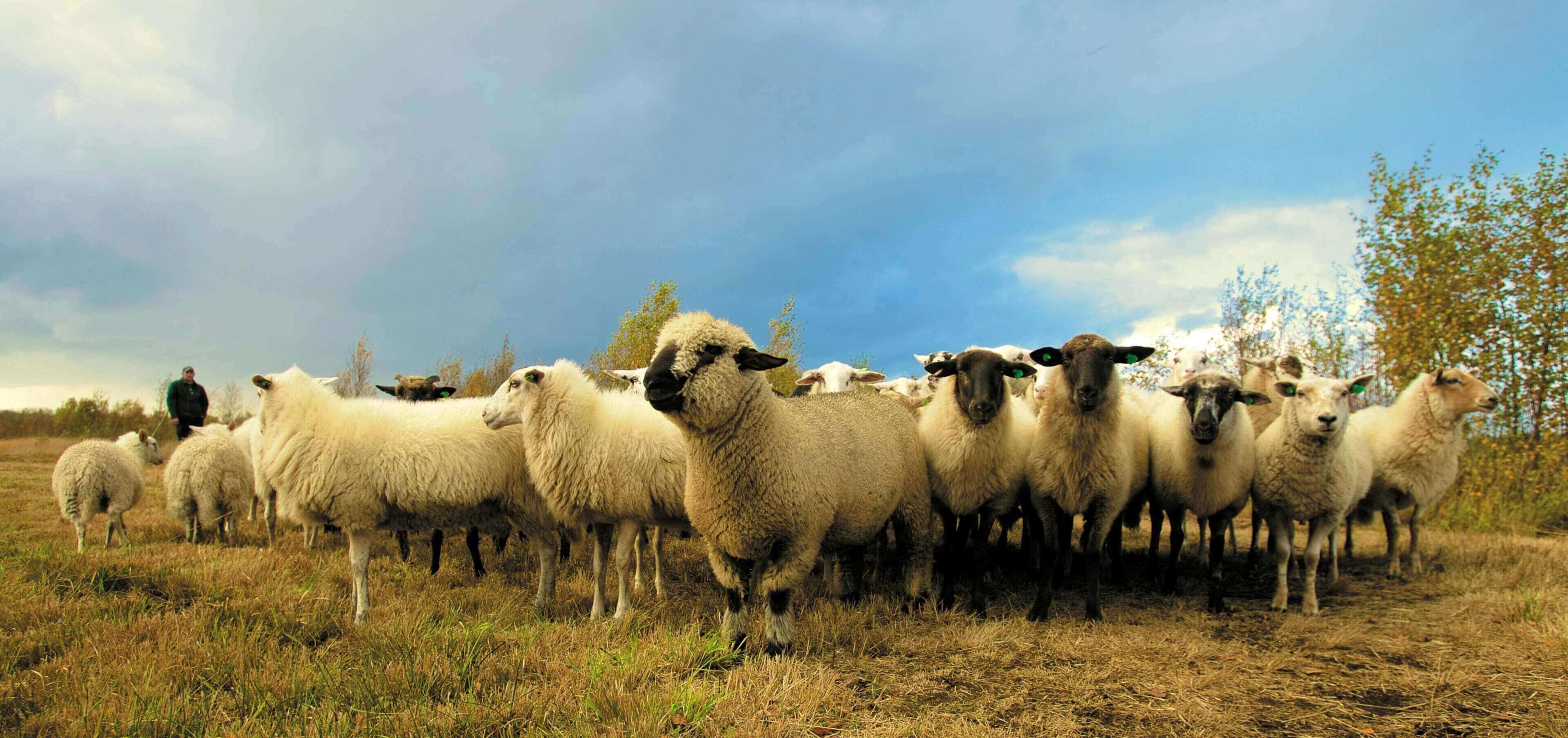 A herd of sheep standing on top of a grass covered field.
