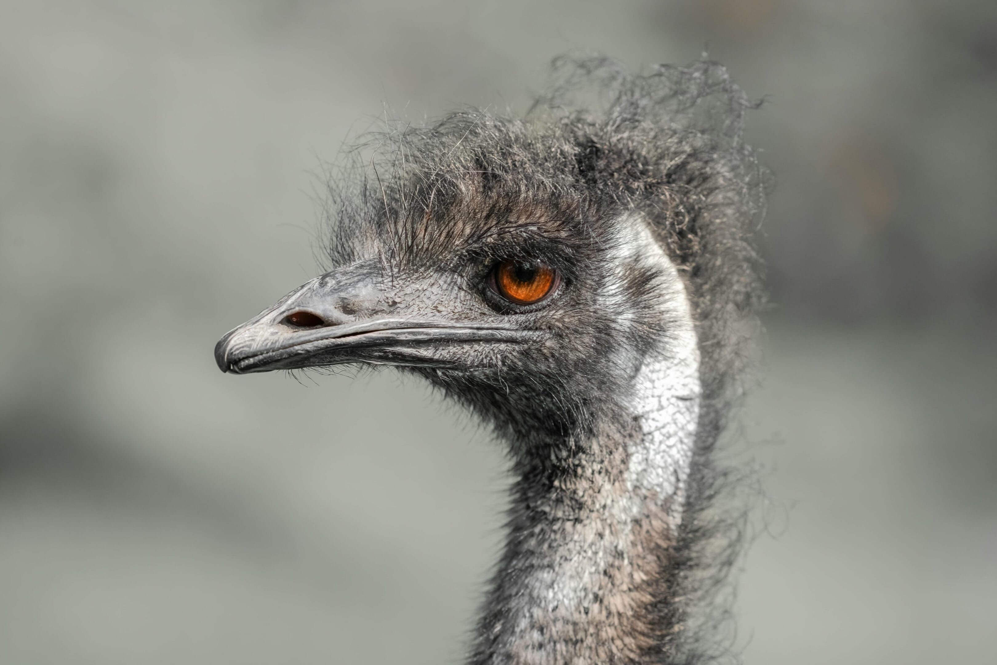 Close-up of an emu's head.