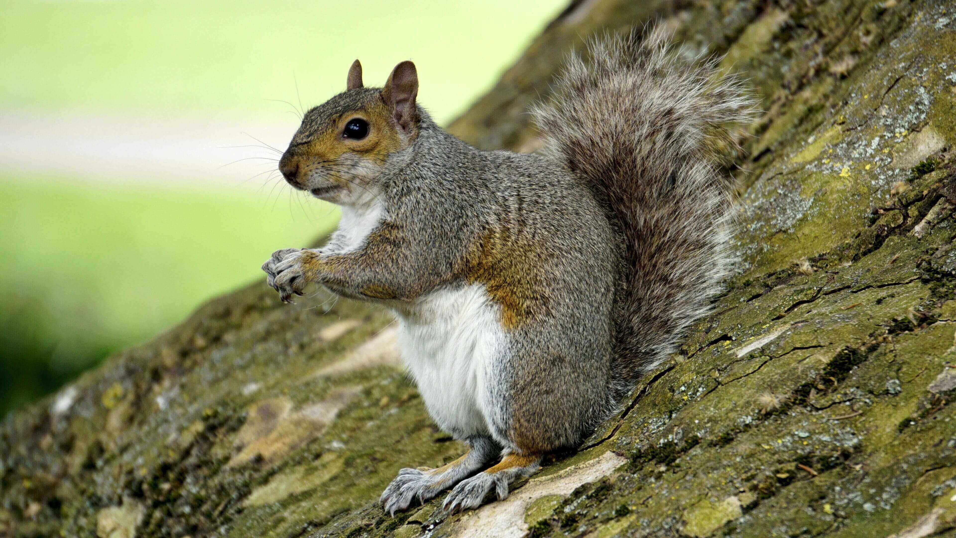 A squirrel sitting on top of a tree.