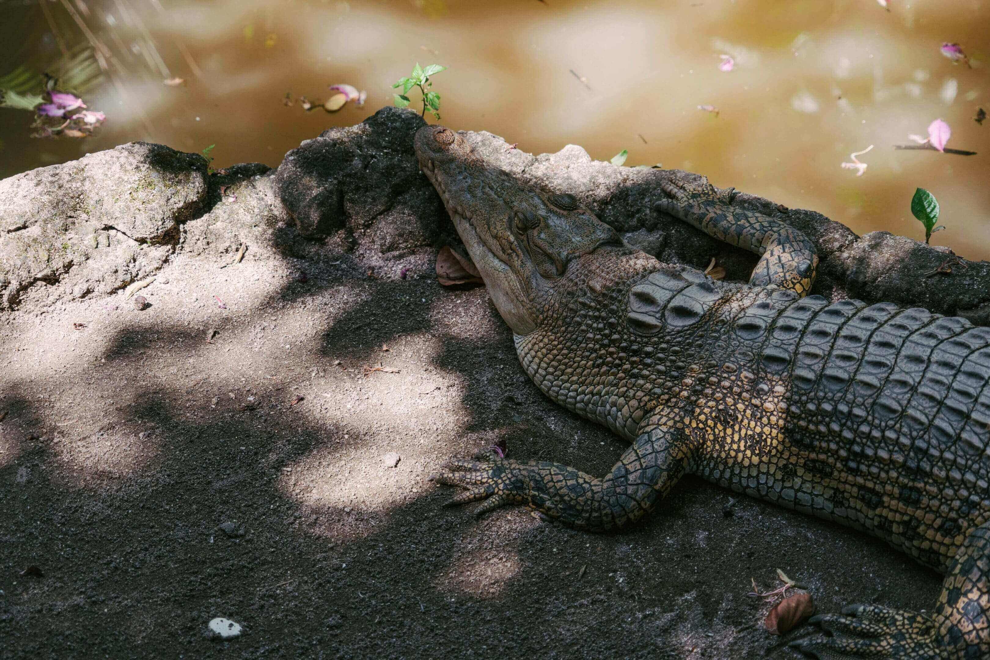 Crocodile resting by water's edge.
