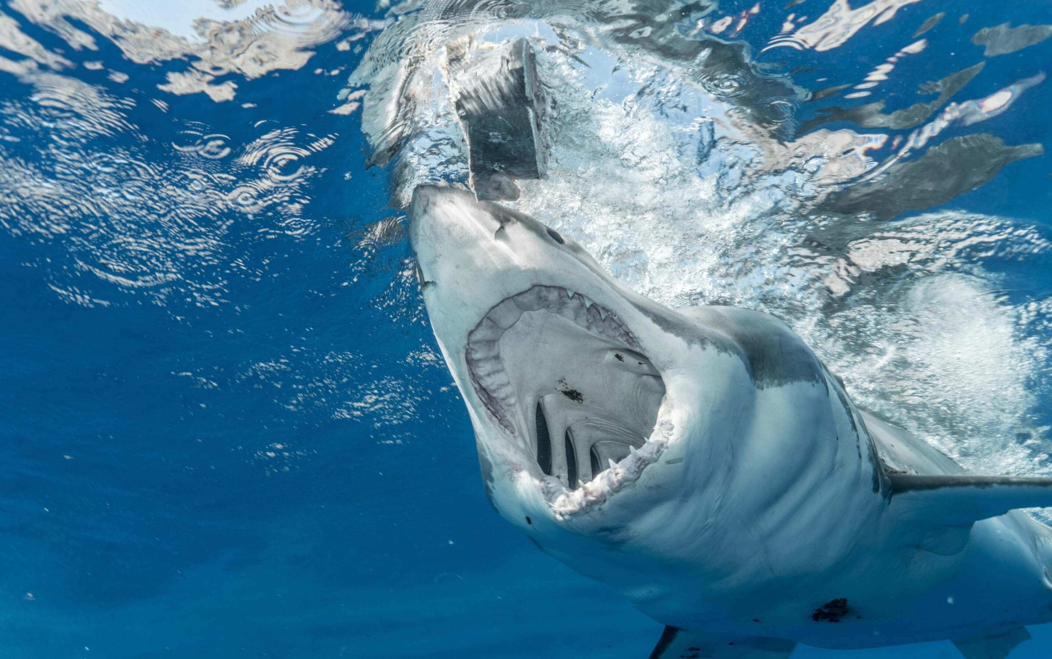 A great white shark with its mouth open.