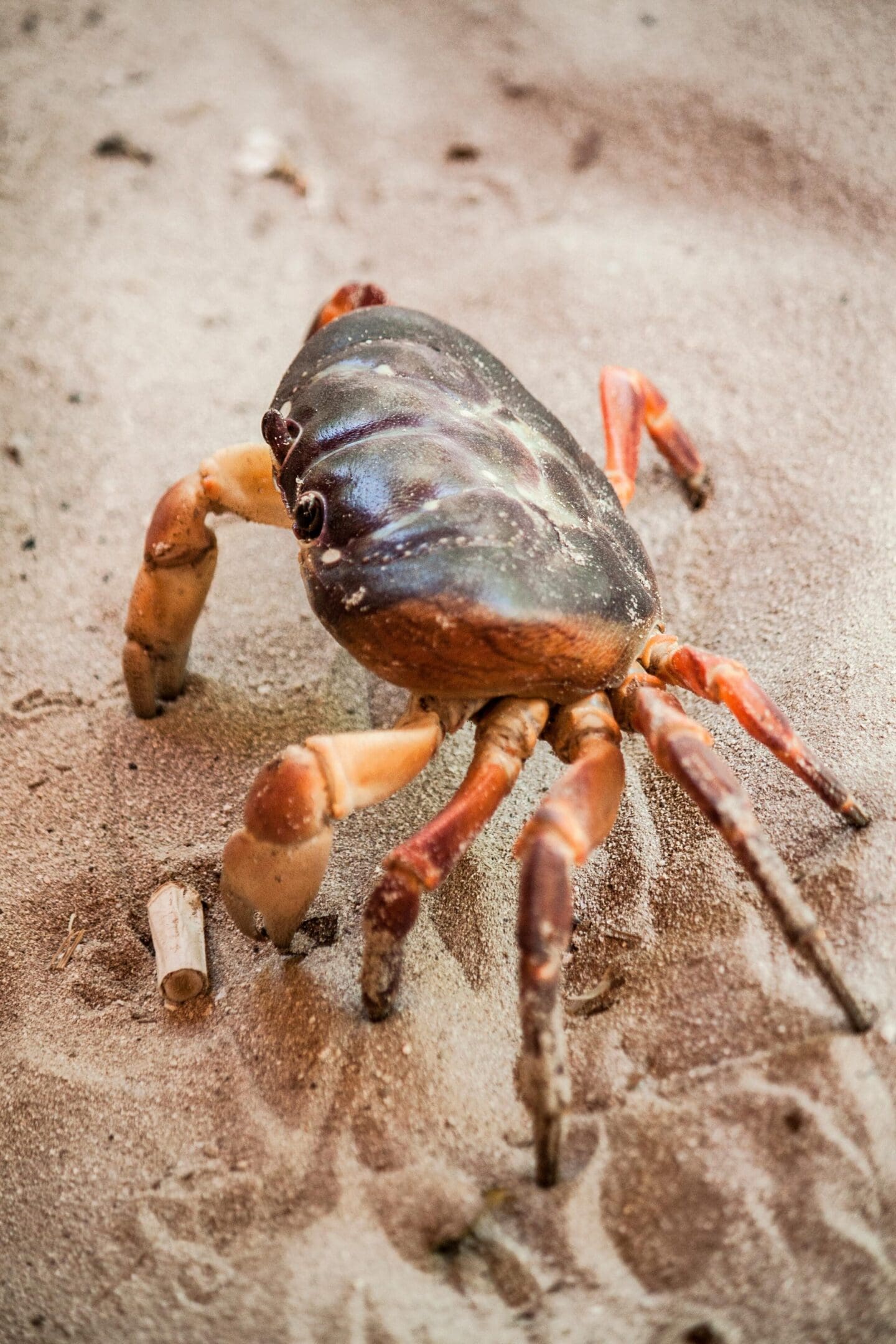 A crab is walking on the sand.