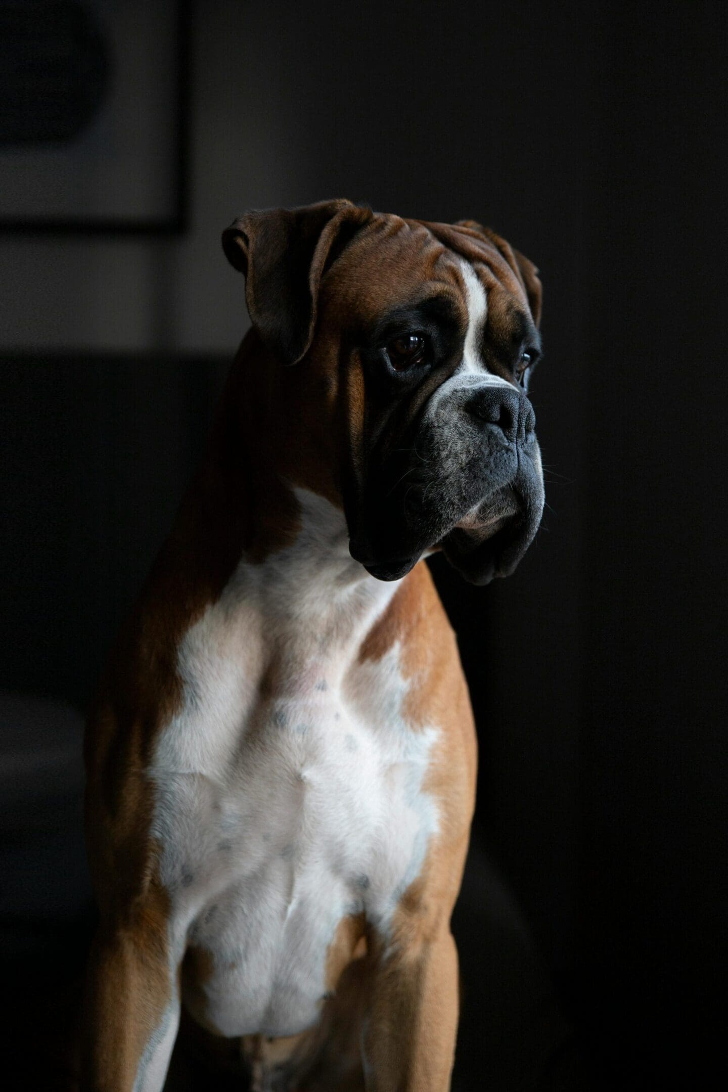 A brown and white dog is looking at the camera.