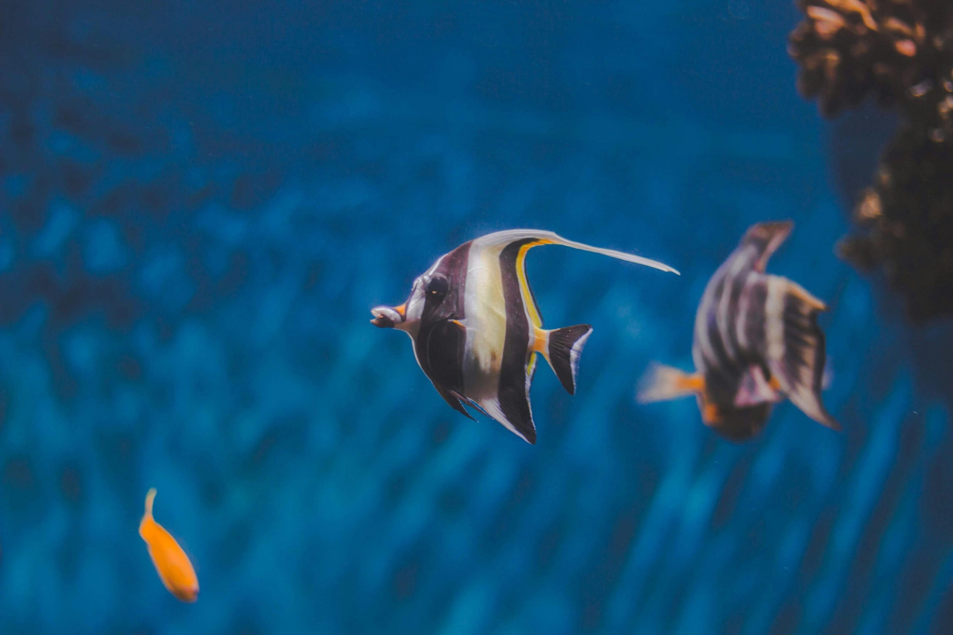 Black and white fish swimming underwater.