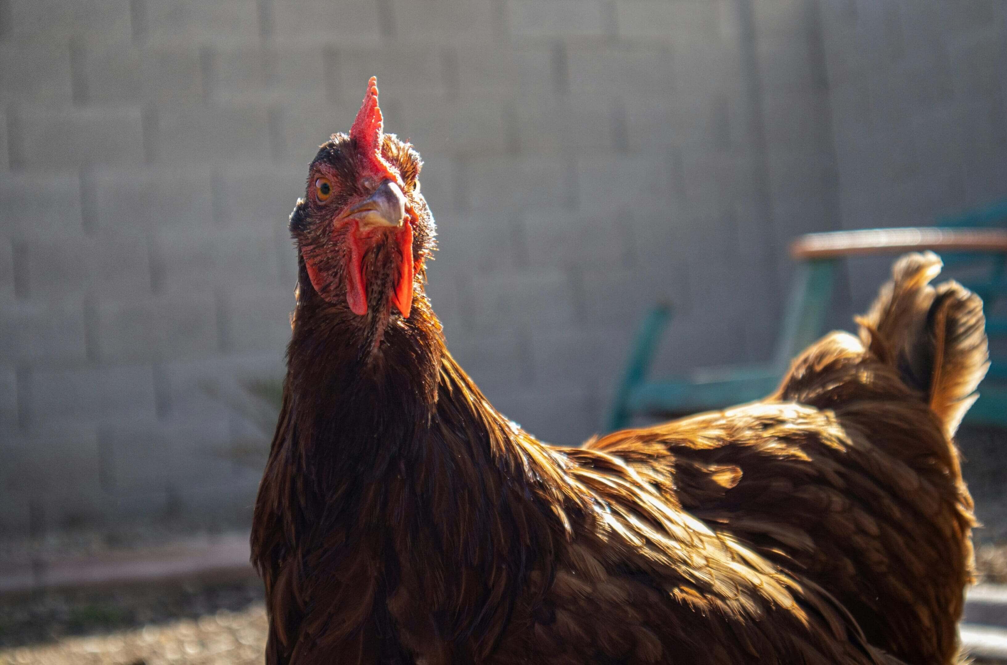 A close up of a chicken with its mouth open