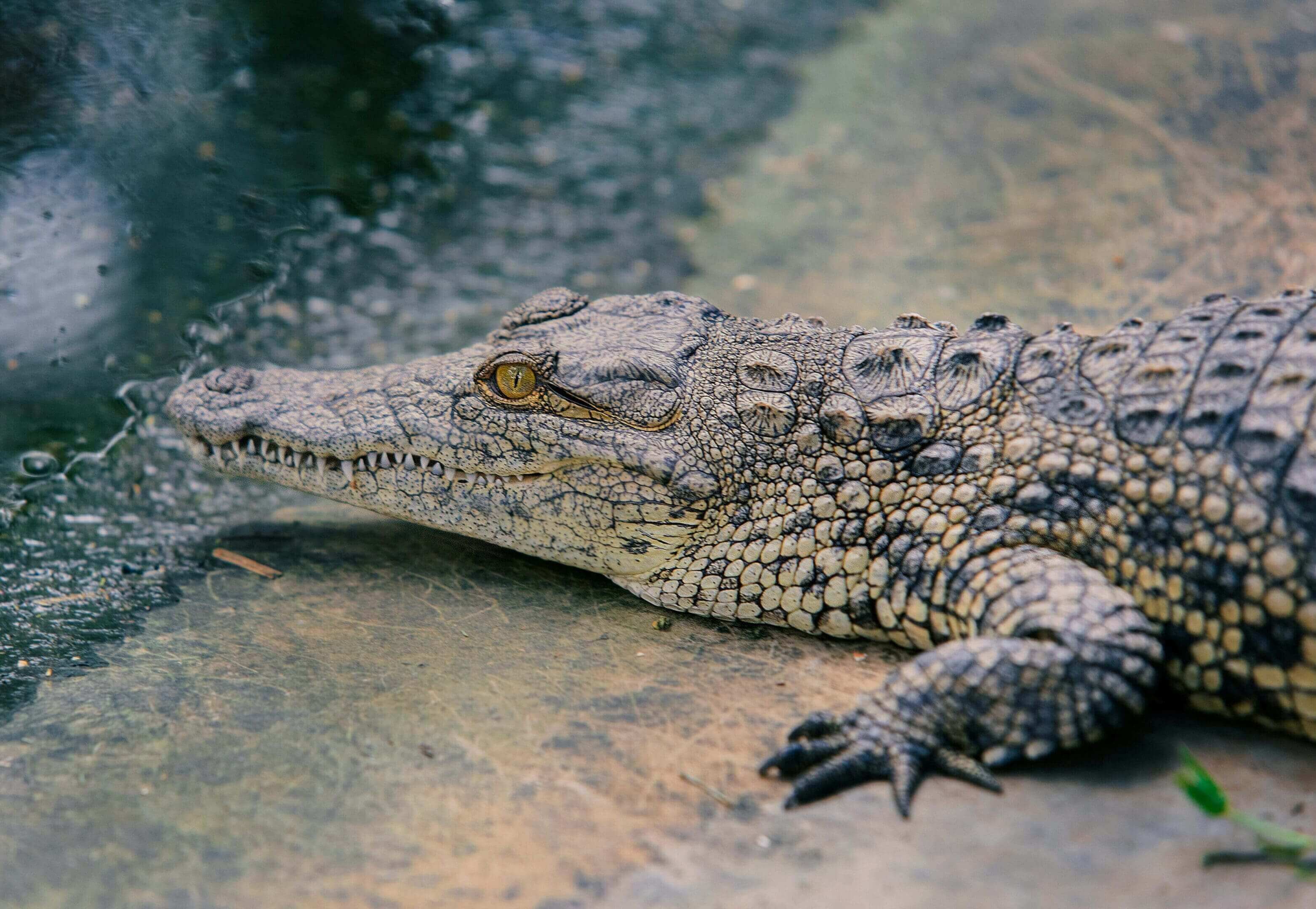 Young crocodile resting near water.