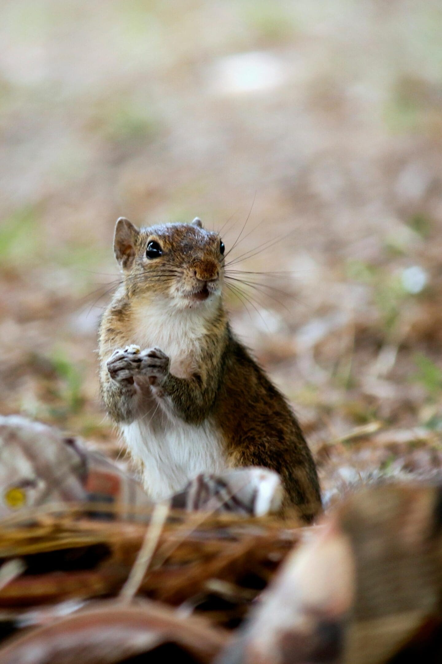 A squirrel is sitting on the ground in leaves.