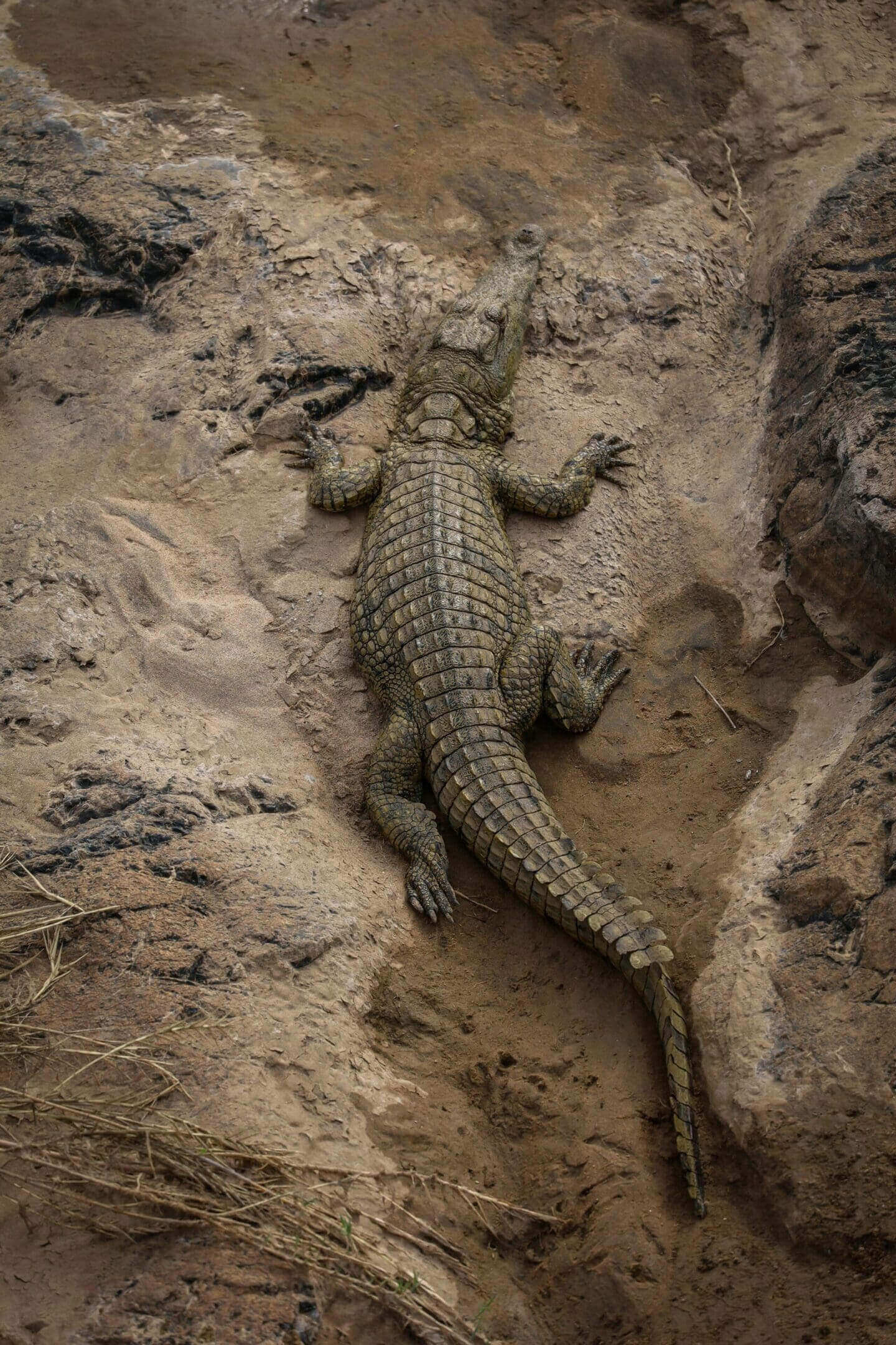 Crocodile basking on dry land.
