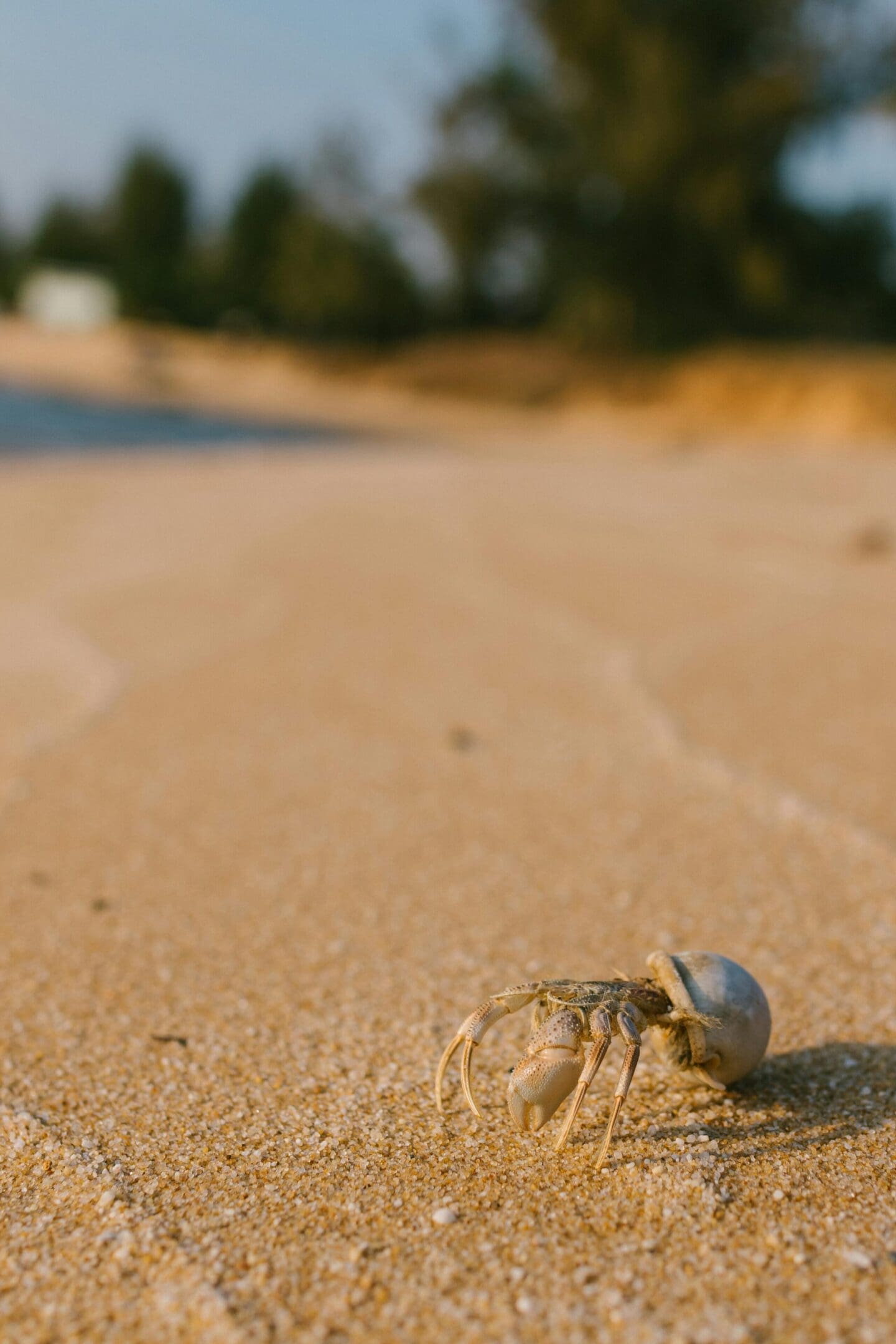 A snail crawling on the sand of a beach.