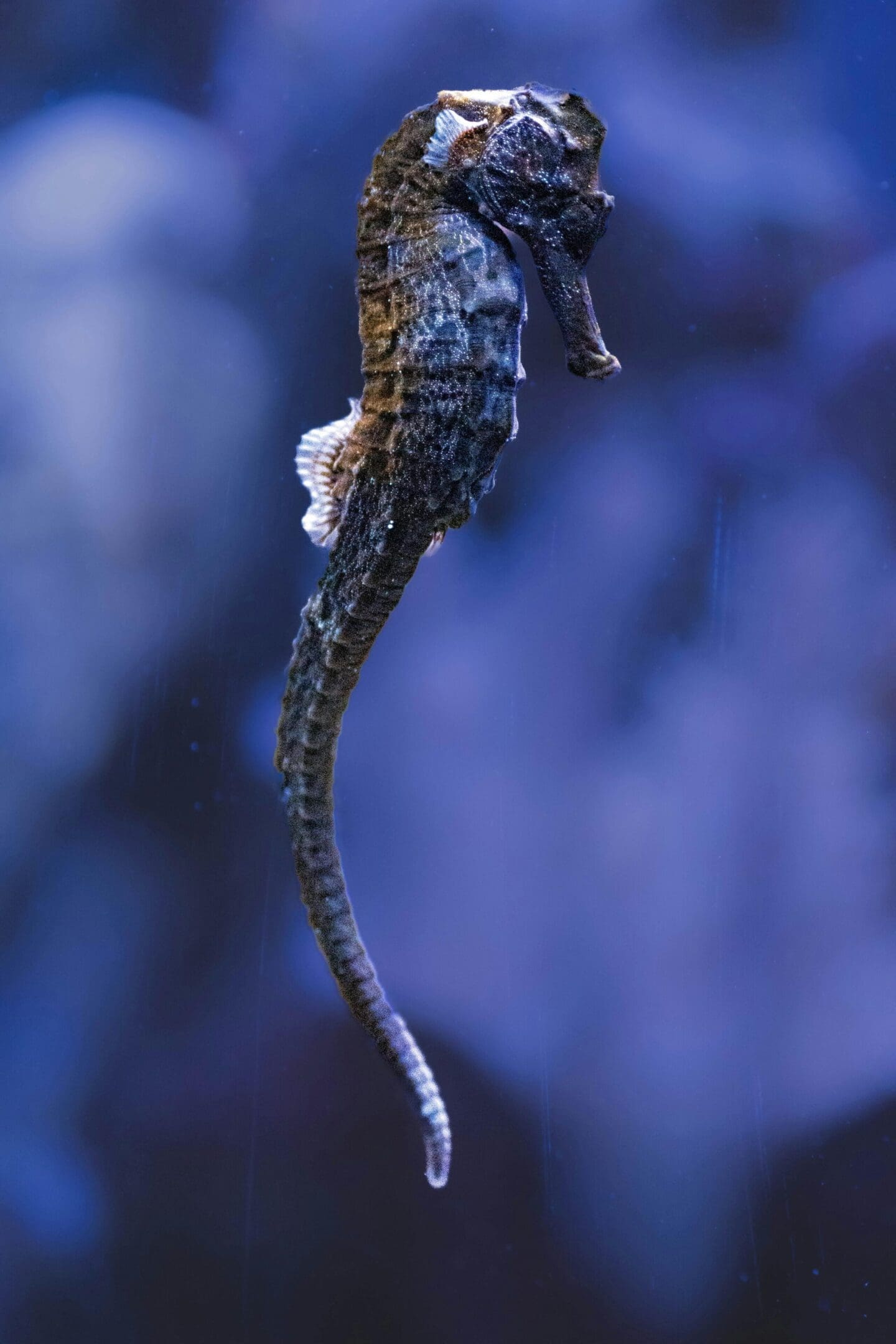 A sea horse is hanging on to the branch.