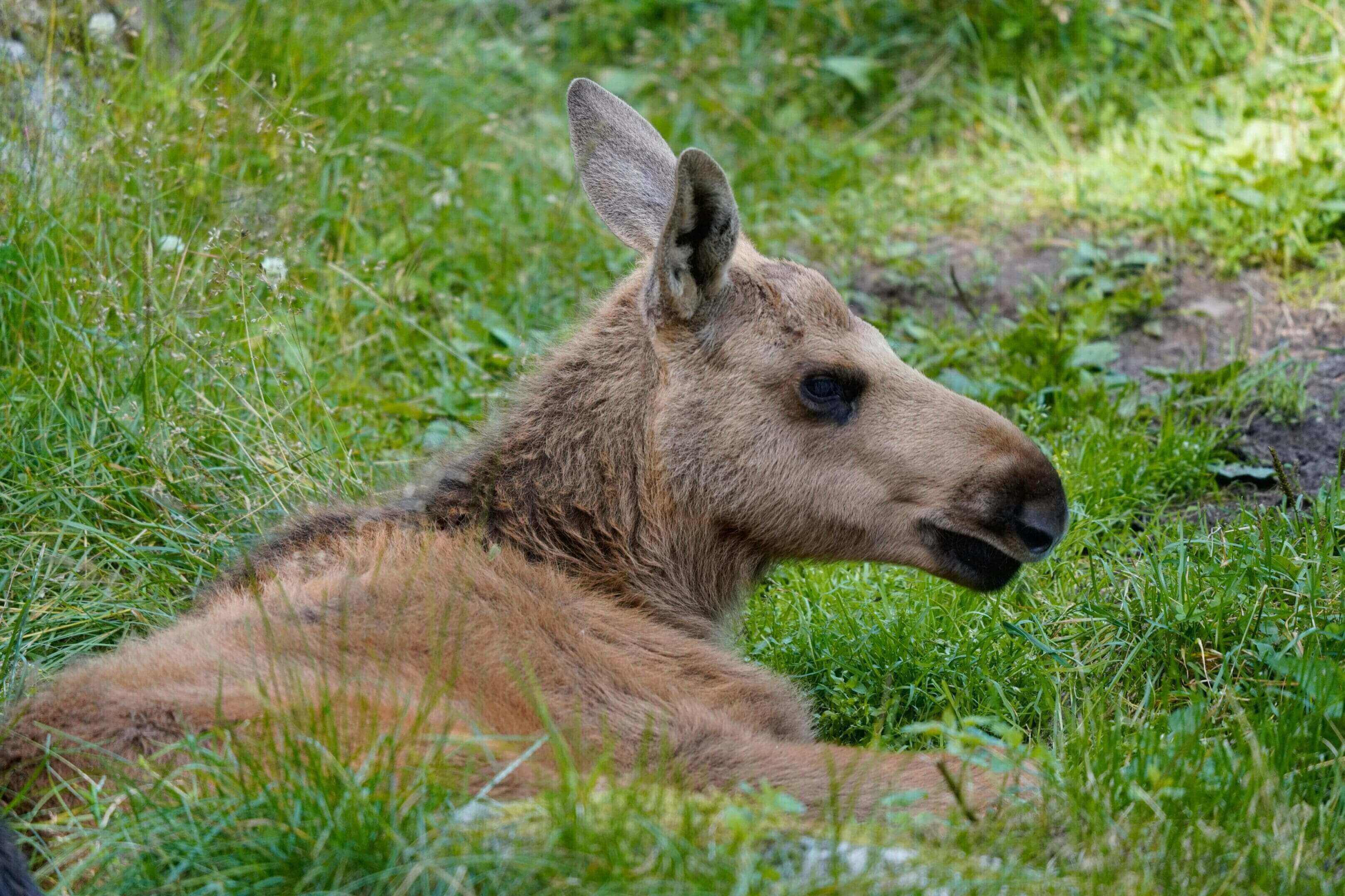 A moose laying in the grass looking at something.