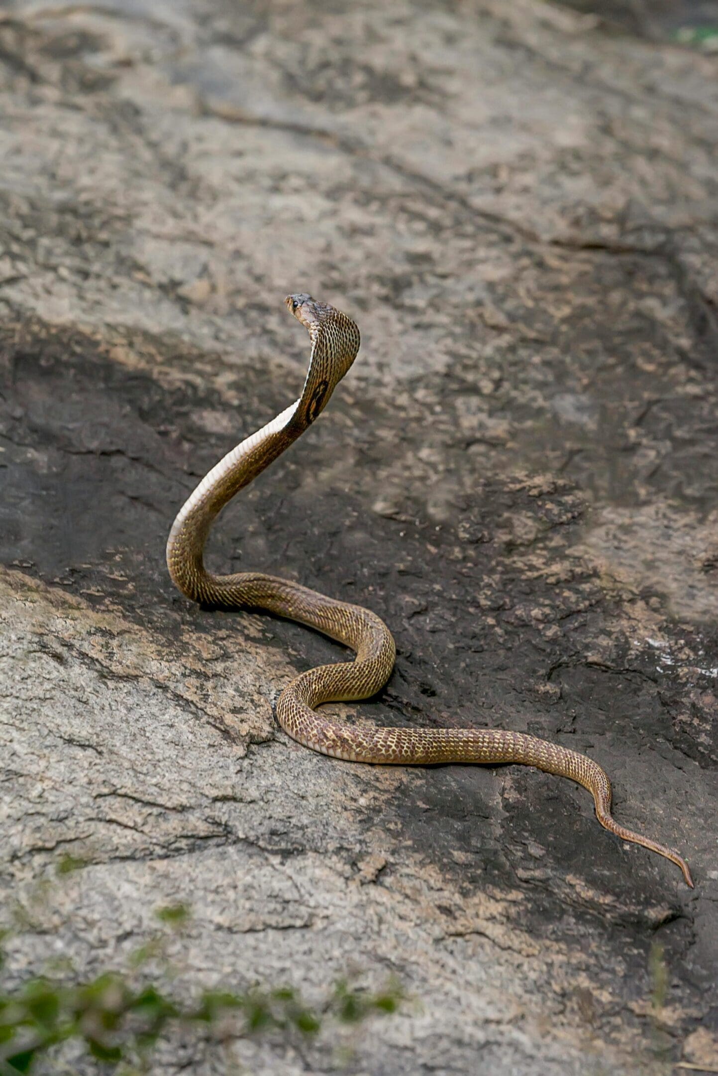 A snake is sitting on the ground in the dirt.