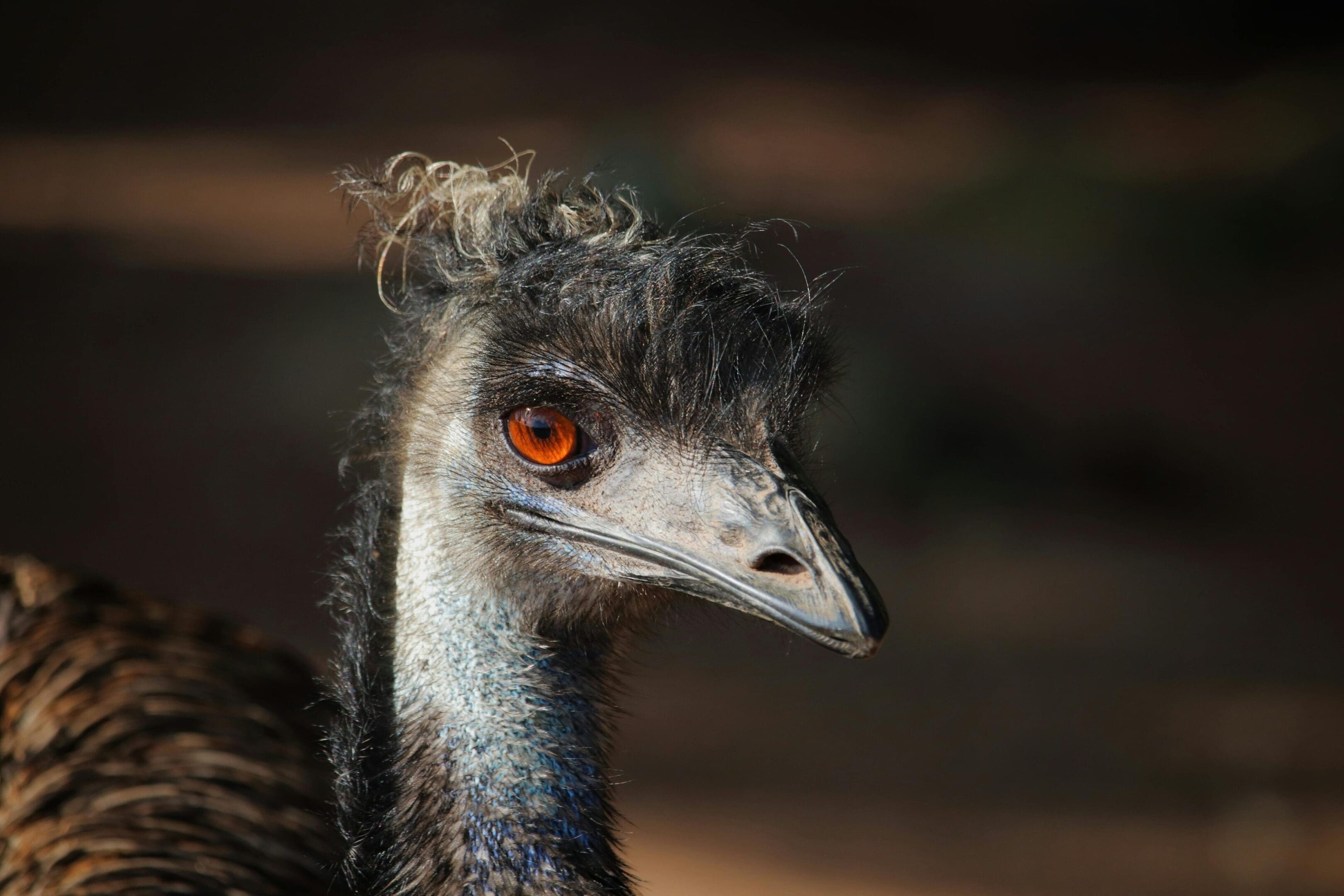 Emu portrait, shaggy feathers, orange eye.