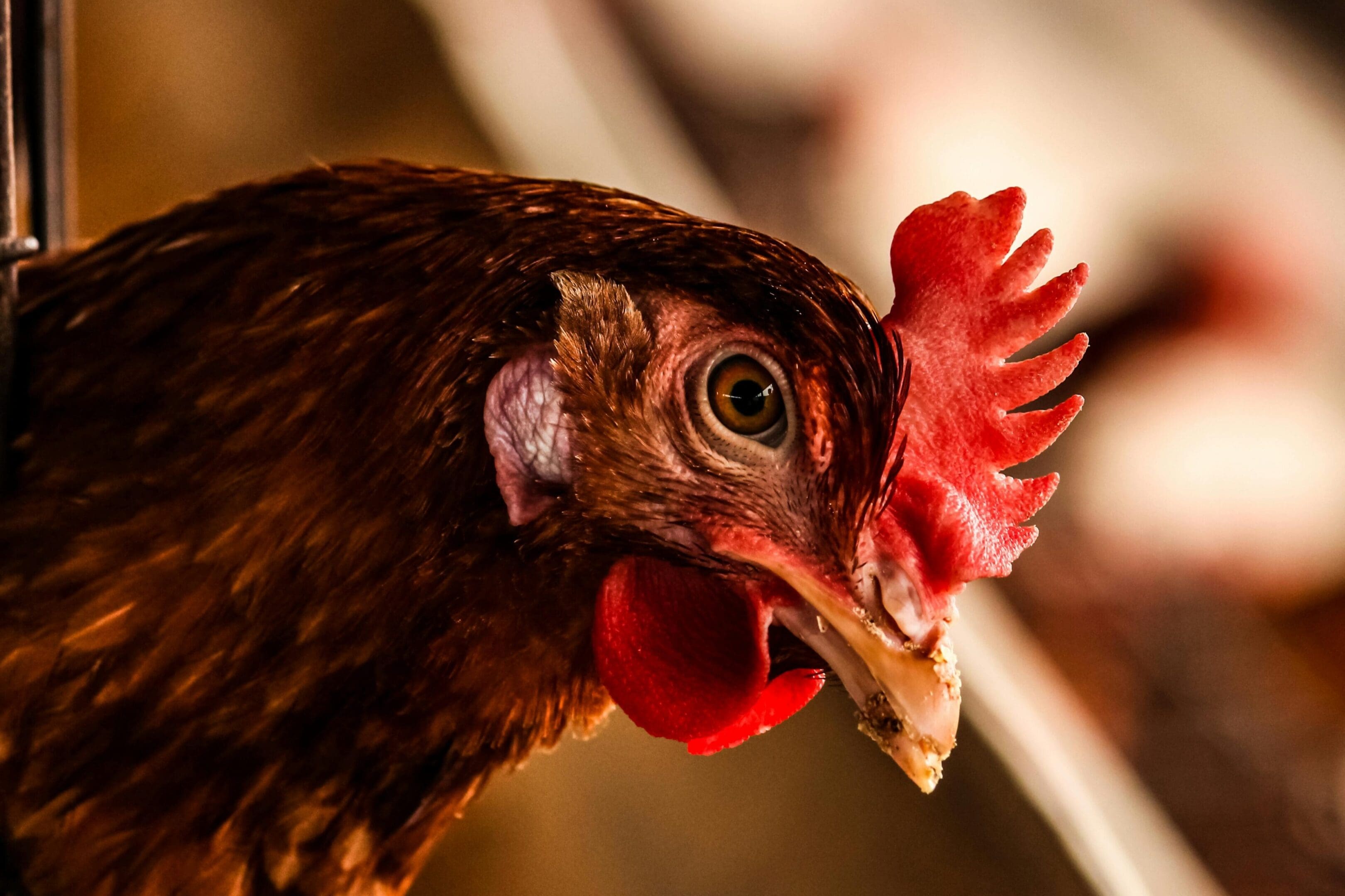 A close up of a chicken with its head turned to the side.