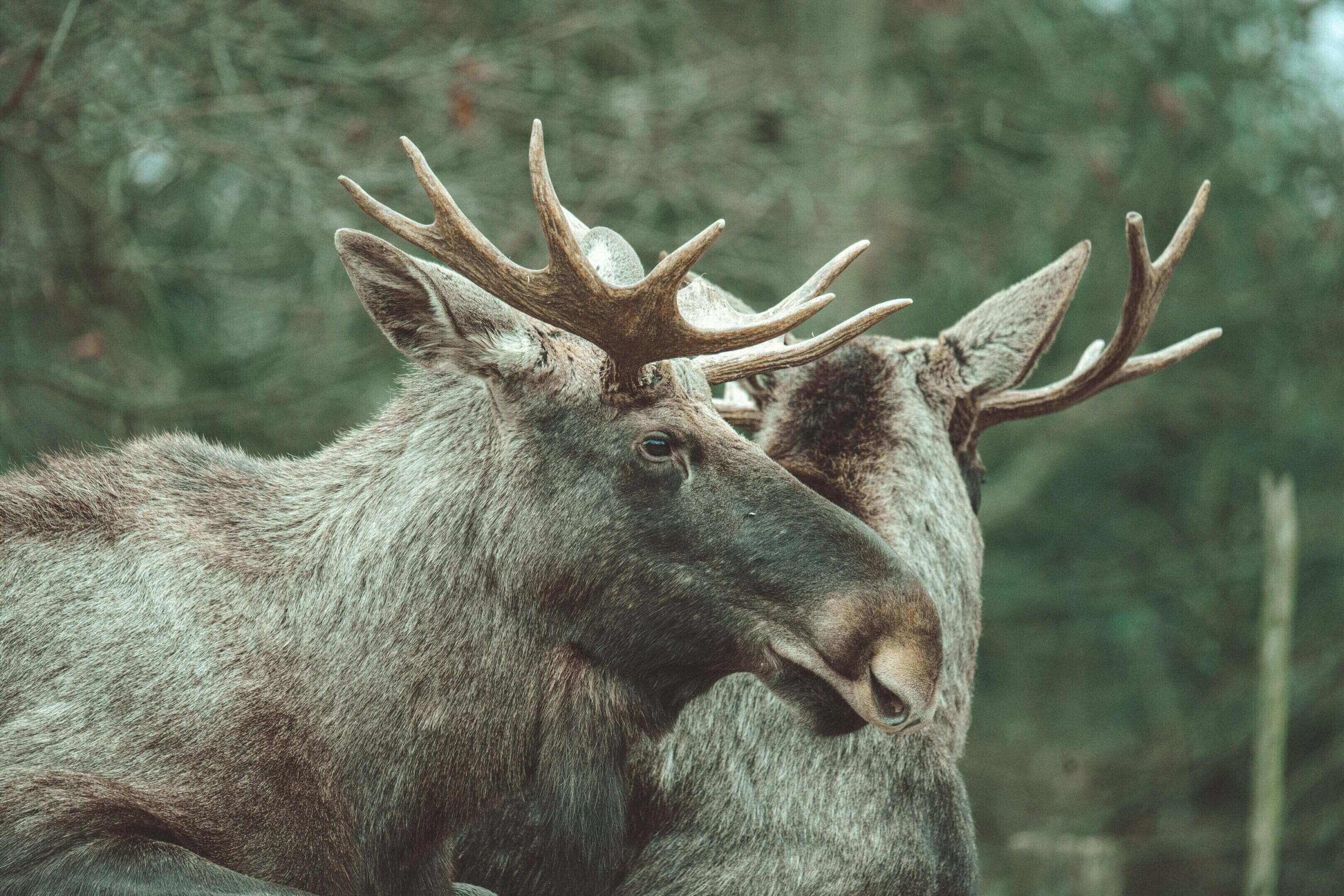 A moose with large antlers is standing in the woods.