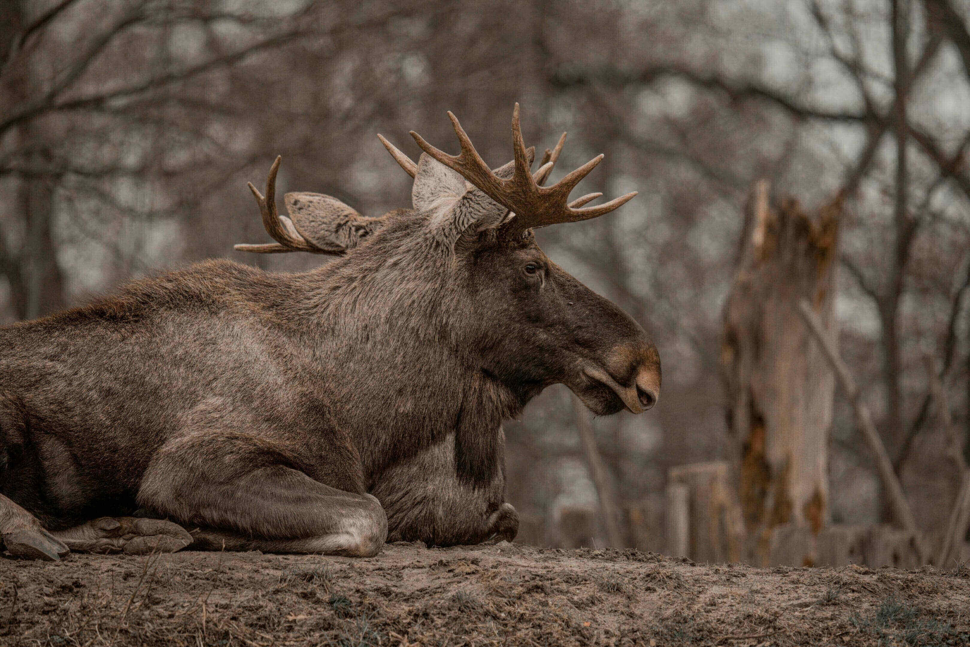 A moose laying on the ground in front of trees.
